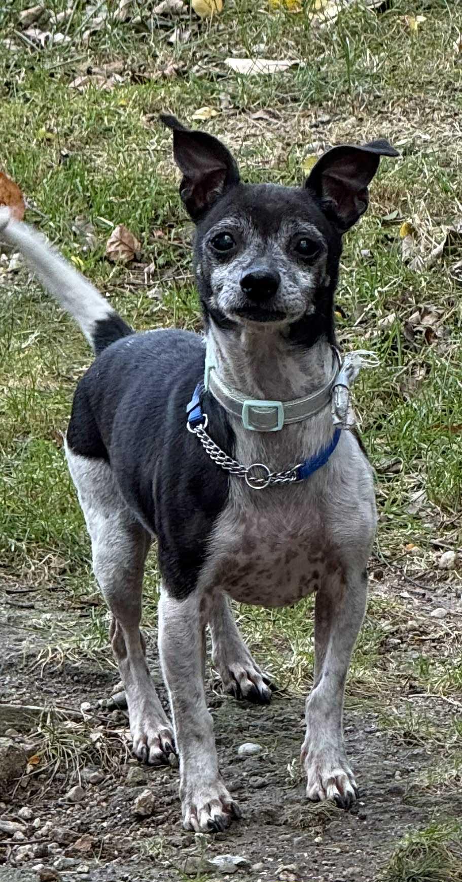 Enlarge Shorty - Local, a Adoptable mixed breed in West Warwick, RI image 5/5