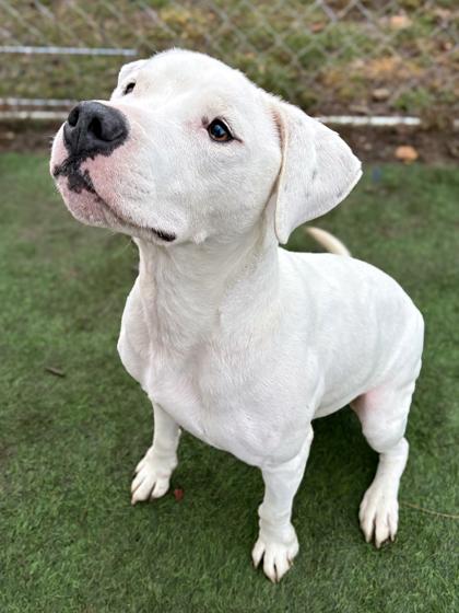 Bashful — thumbnail 2