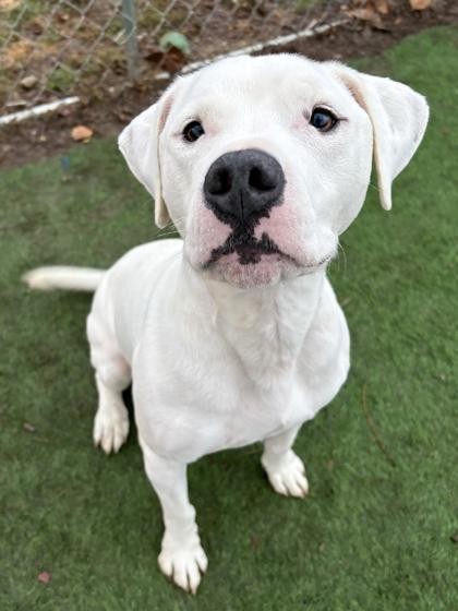 Bashful — thumbnail 3