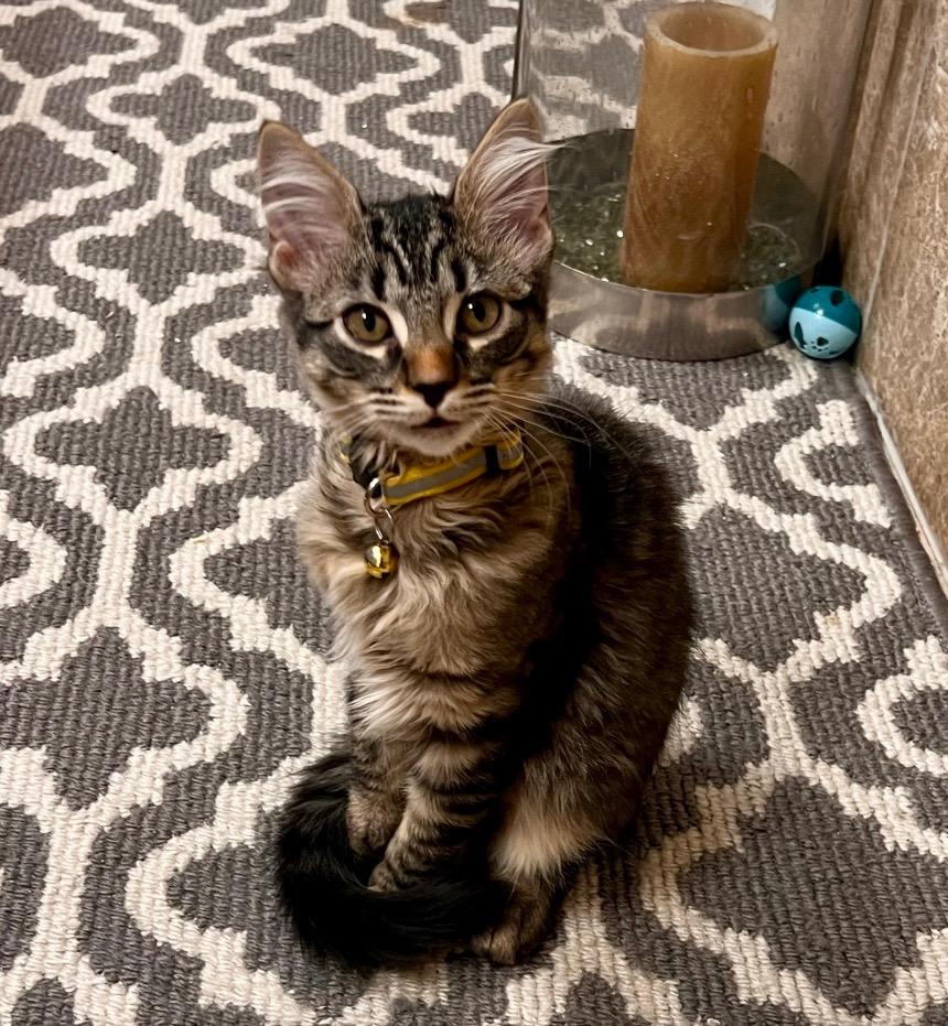 Sage, ADOPTABLE, Kitten Female Tabby.