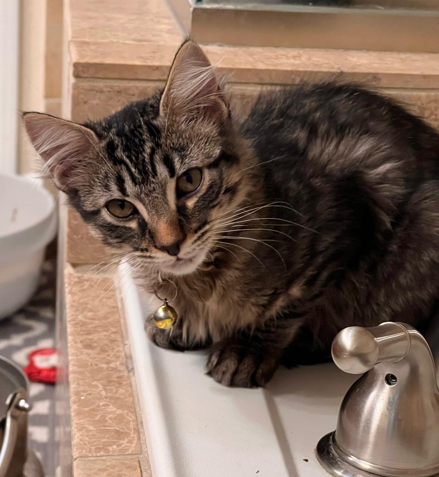 Enlarge Sage, a ADOPTABLE Tabby in Oakley, CA image 2/3