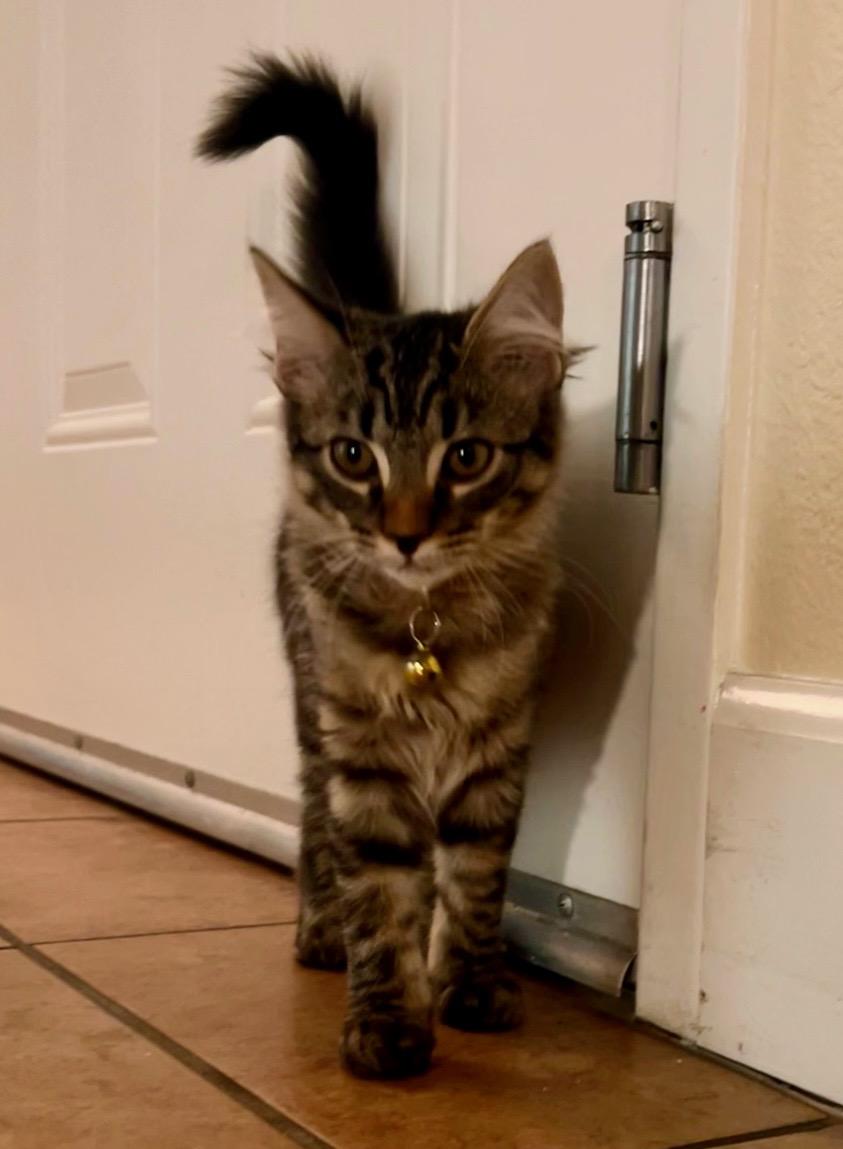 Enlarge Sage, a ADOPTABLE Tabby in Oakley, CA image 3/3