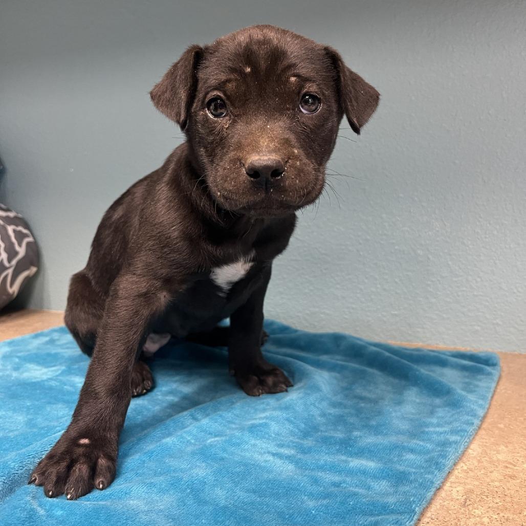 Patty, Adoptable, Puppy Female American Staffordshire Terrier.
