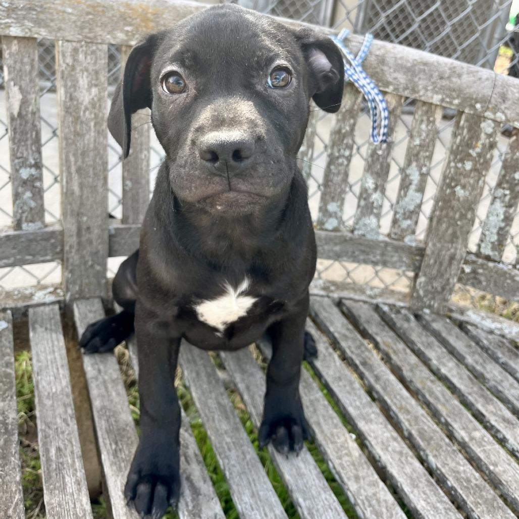 Enlarge Patty, a Adoptable American Staffordshire Terrier in Fredericksburg, TX image 2/6