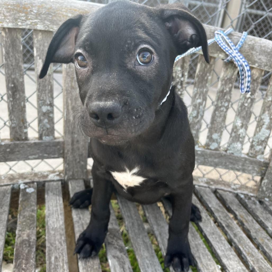Enlarge Patty, a Adoptable American Staffordshire Terrier in Fredericksburg, TX image 3/6