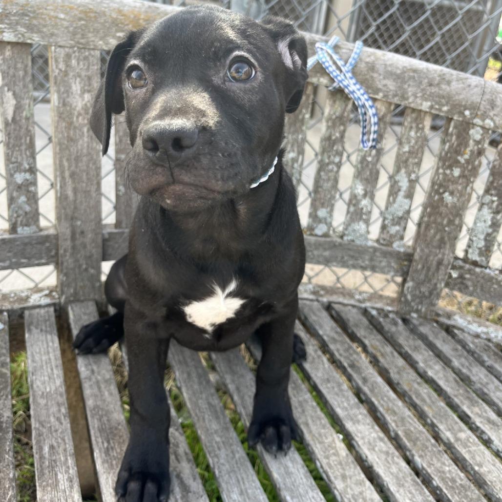Enlarge Patty, a Adoptable American Staffordshire Terrier in Fredericksburg, TX image 4/6