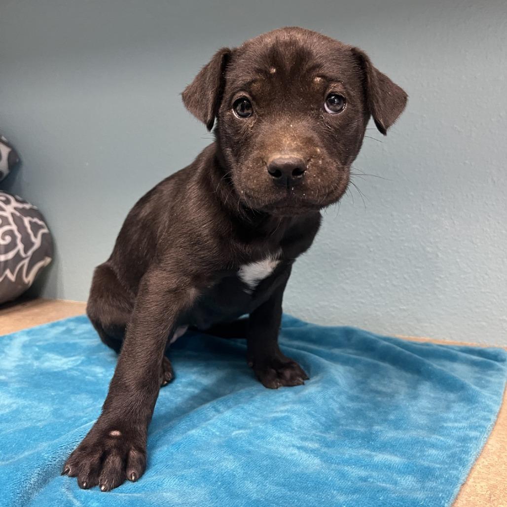 Enlarge Patty, a Adoptable American Staffordshire Terrier in Fredericksburg, TX image 5/6