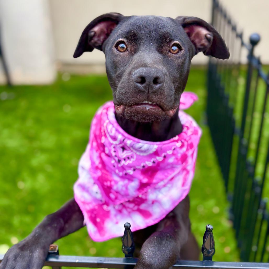 Patty, a Adoptable American Staffordshire Terrier in Fredericksburg, TX image 5/6