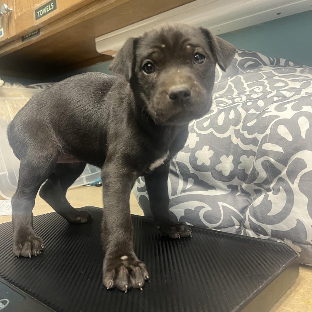 Enlarge Patty, a Adoptable American Staffordshire Terrier in Fredericksburg, TX image 6/6