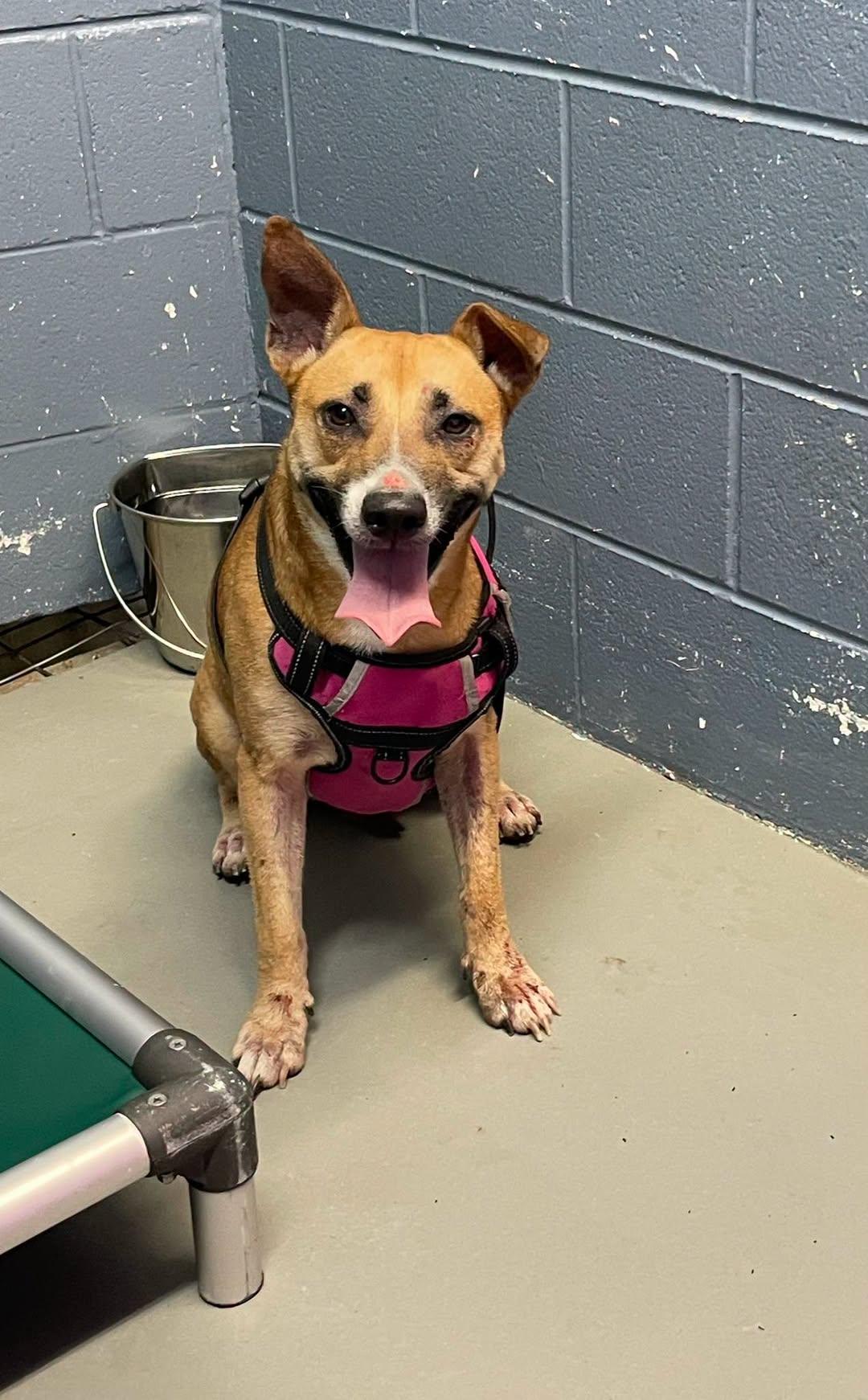 June, Adoptable, Young Female German Shepherd Dog & Cardigan Welsh Corgi.