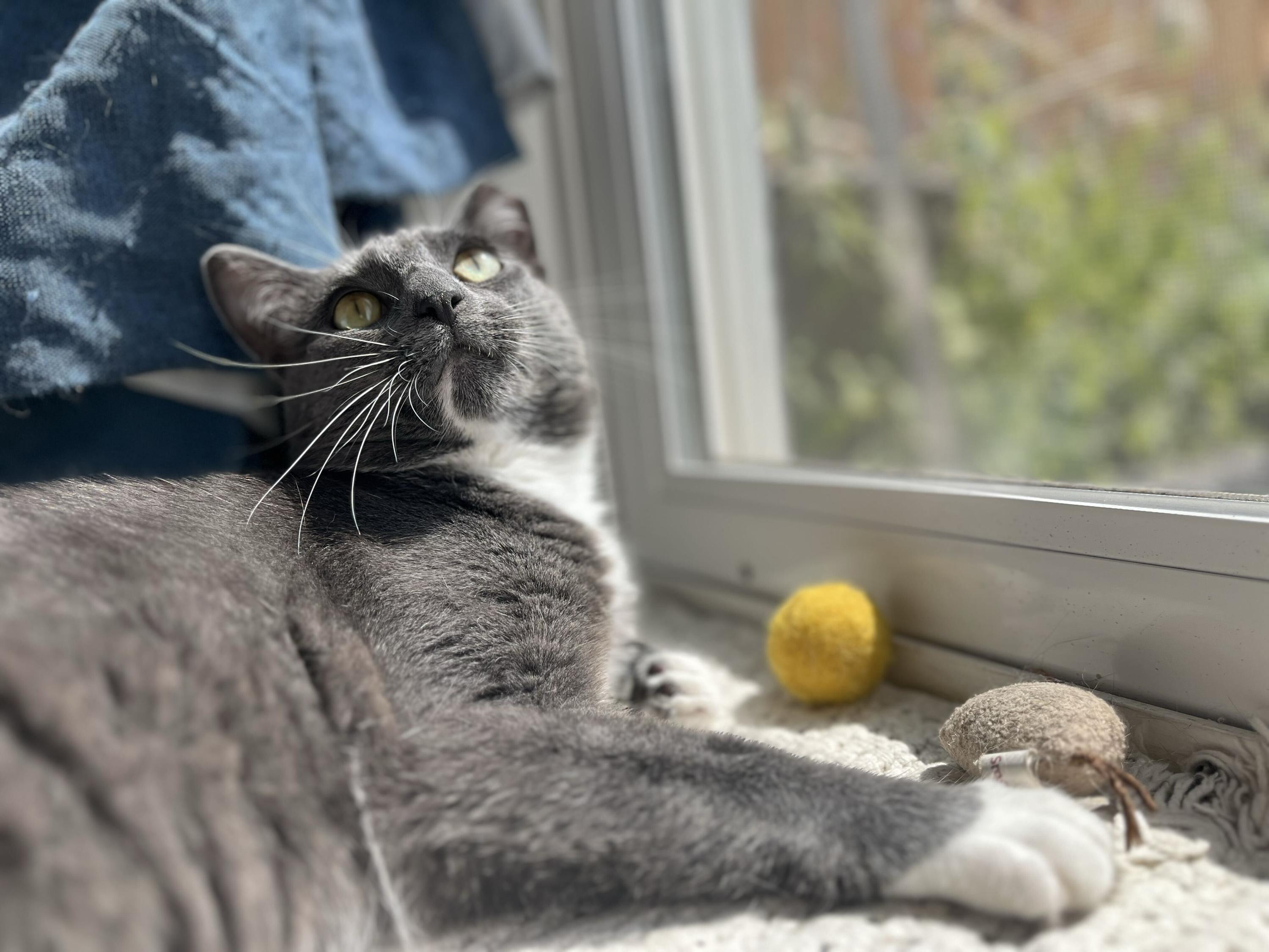 Enlarge Vito, a Adoptable Domestic Short Hair in Seattle, WA image 4/5