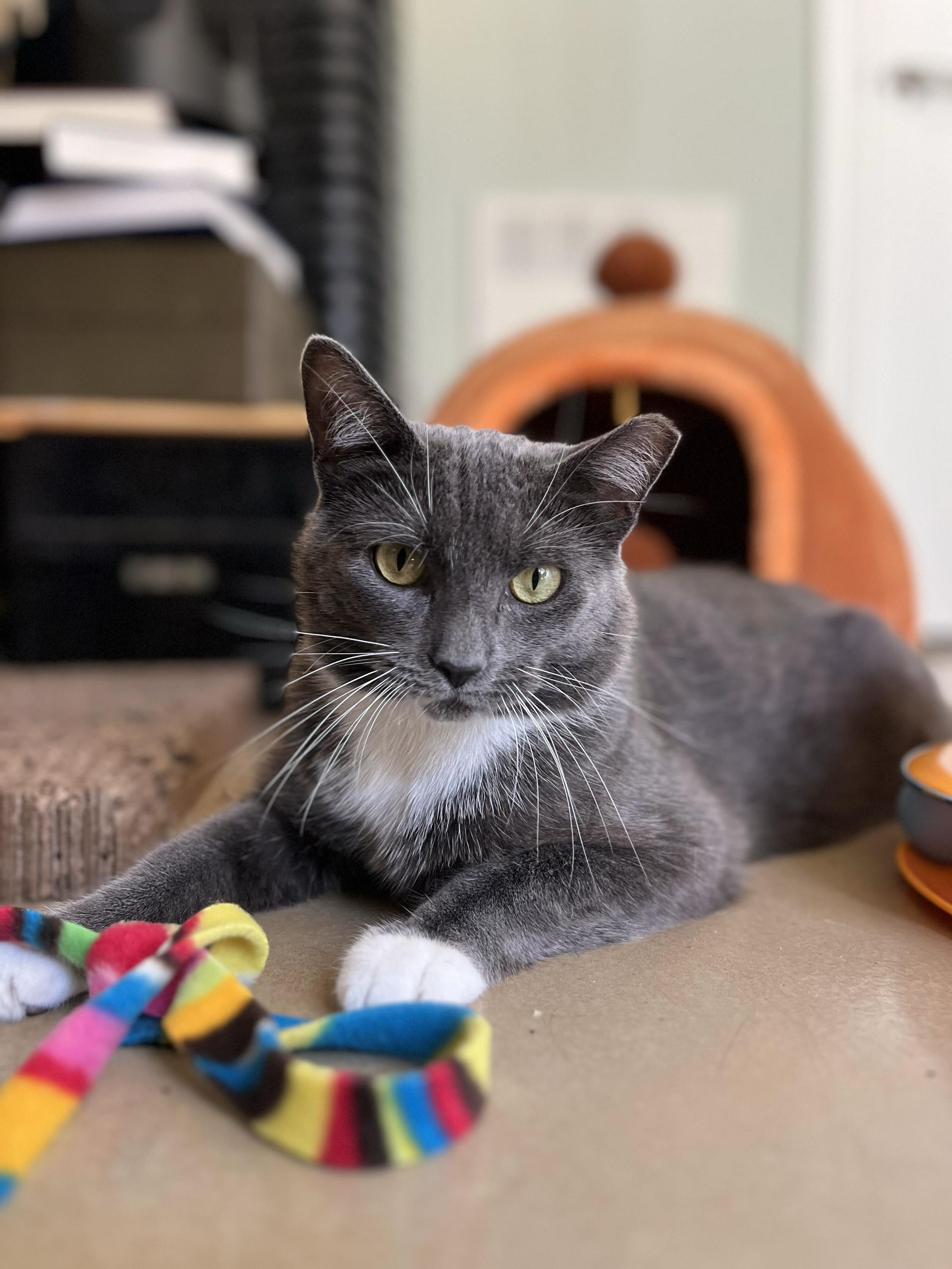 Enlarge Vito, a Adoptable Domestic Short Hair in Seattle, WA image 2/5