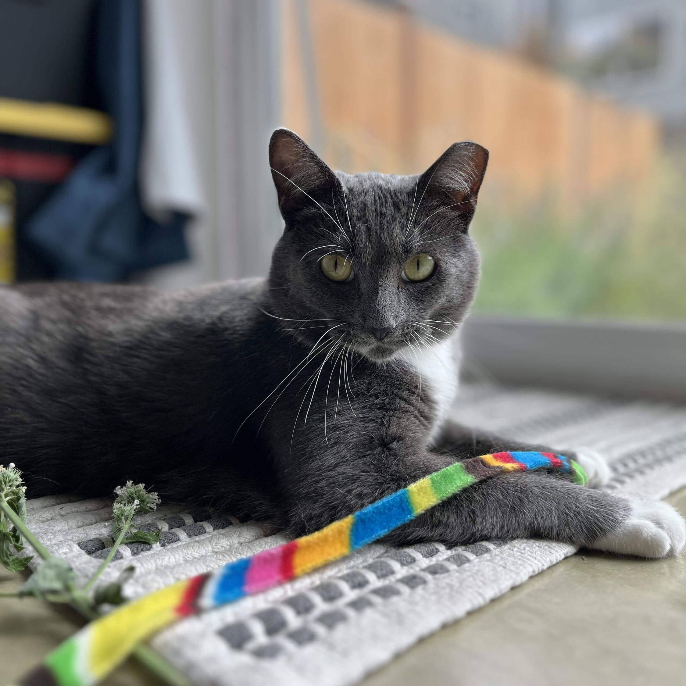 Vito, Adoptable, Adult Male Domestic Short Hair.