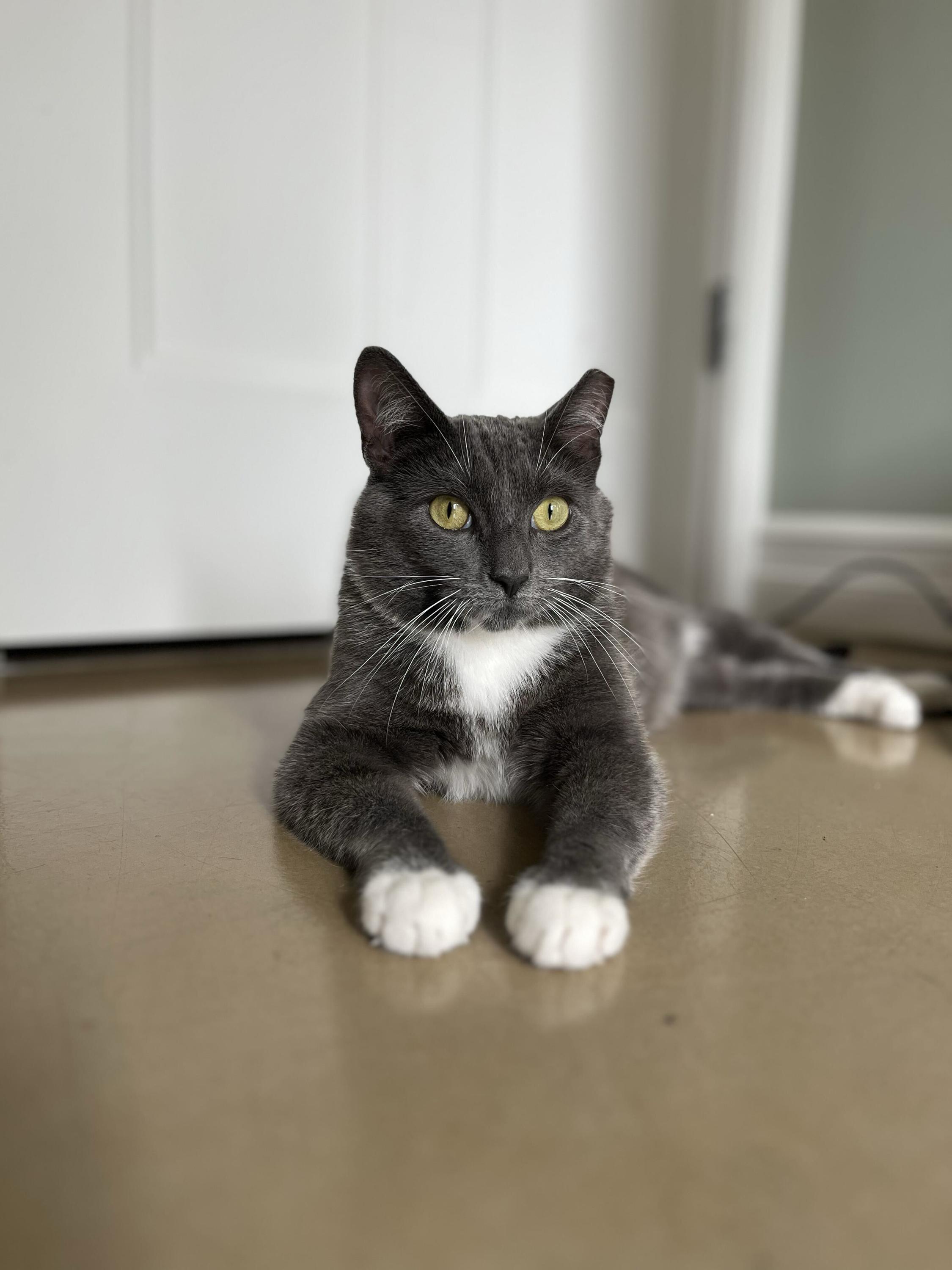Enlarge Vito, a Adoptable Domestic Short Hair in Seattle, WA image 3/5