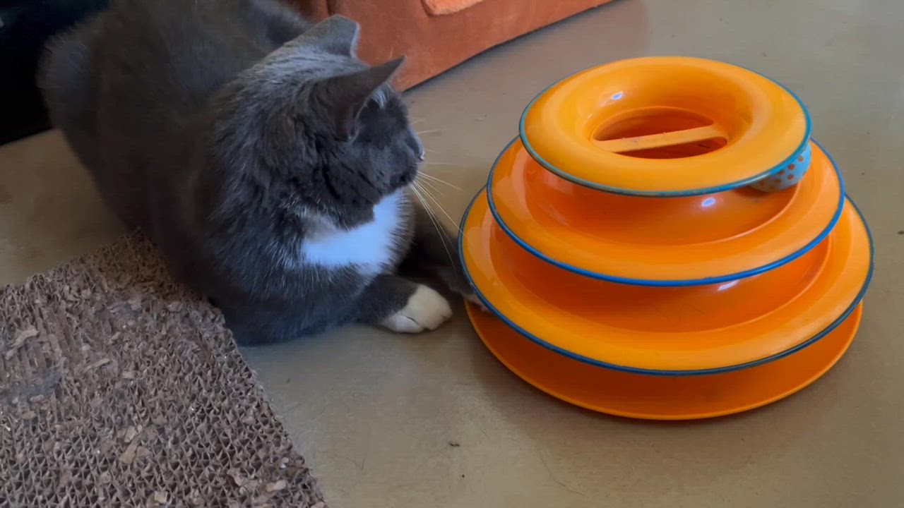 Enlarge Vito, a Adoptable Domestic Short Hair in Seattle, WA video 5/5