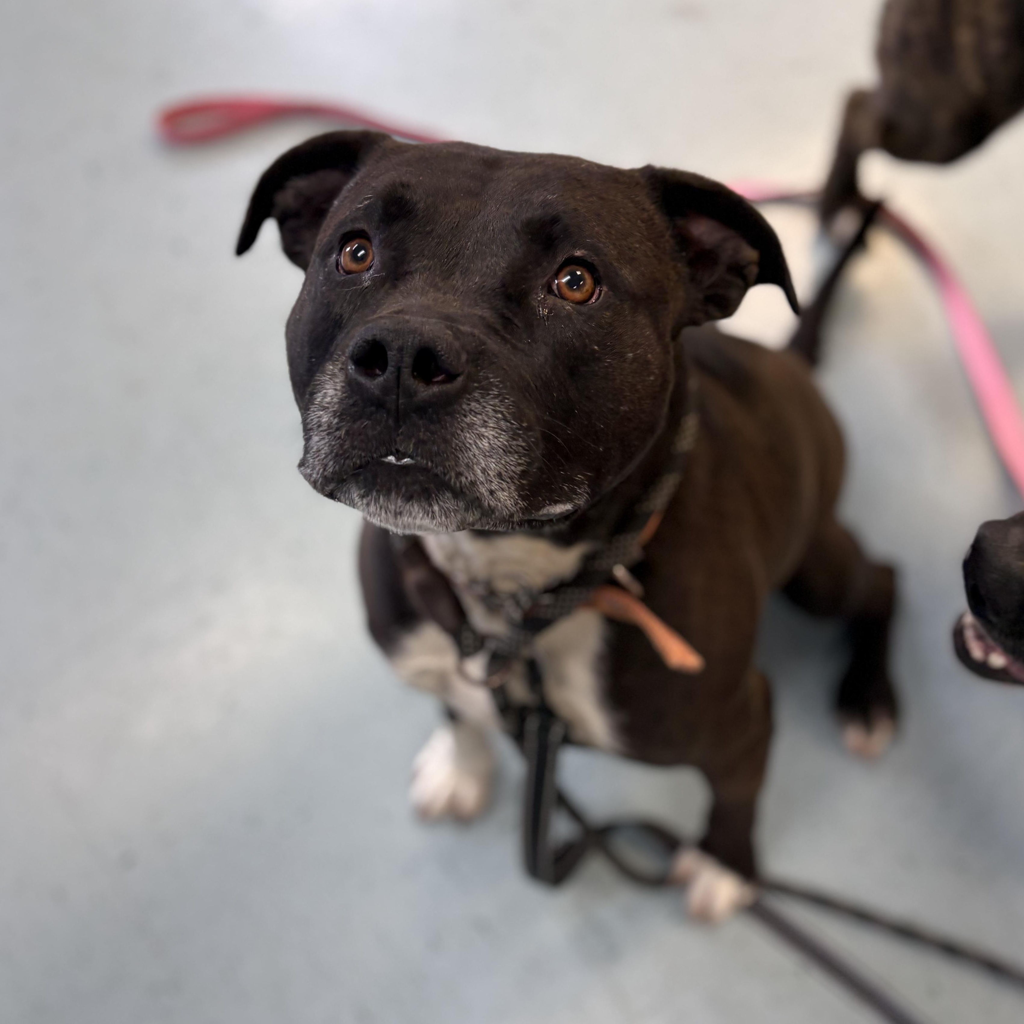 Enlarge Astro, a ADOPTABLE Mixed Breed in Bardstown, KY image 2/4