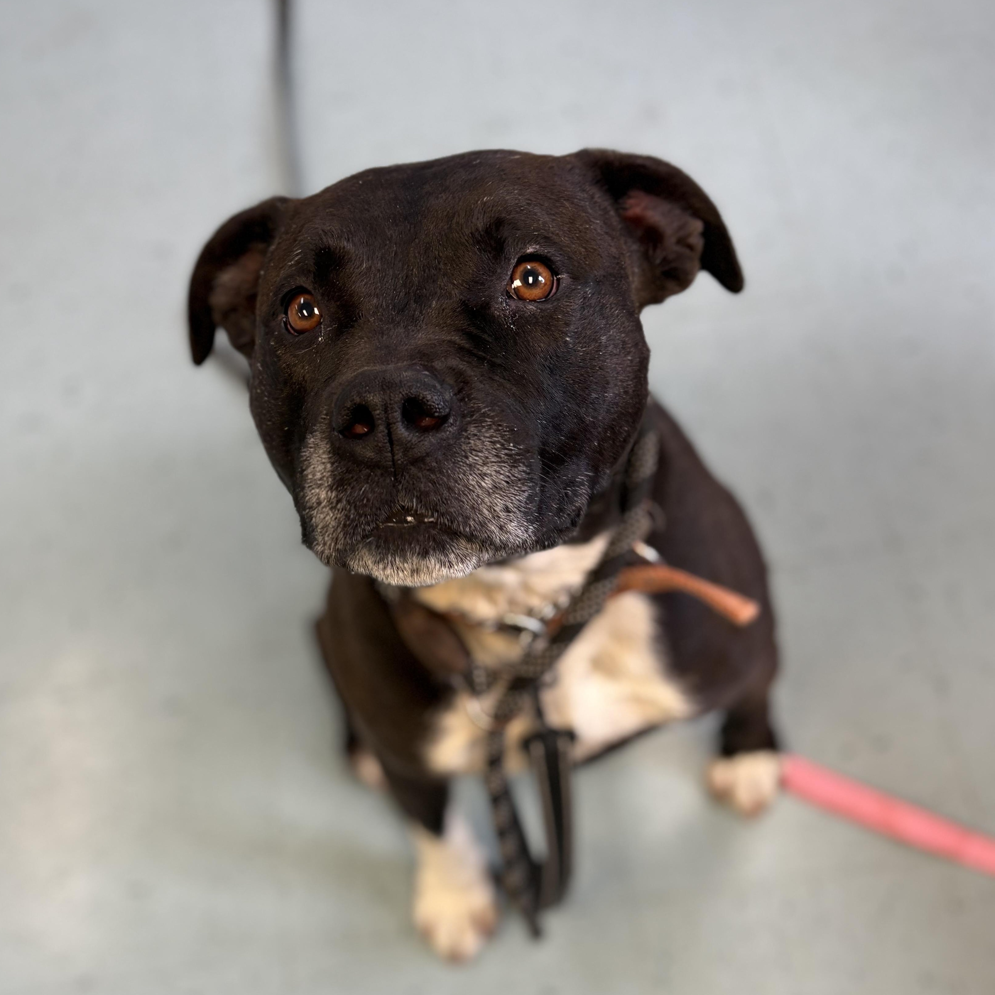 Enlarge Astro, a ADOPTABLE Mixed Breed in Bardstown, KY image 3/4