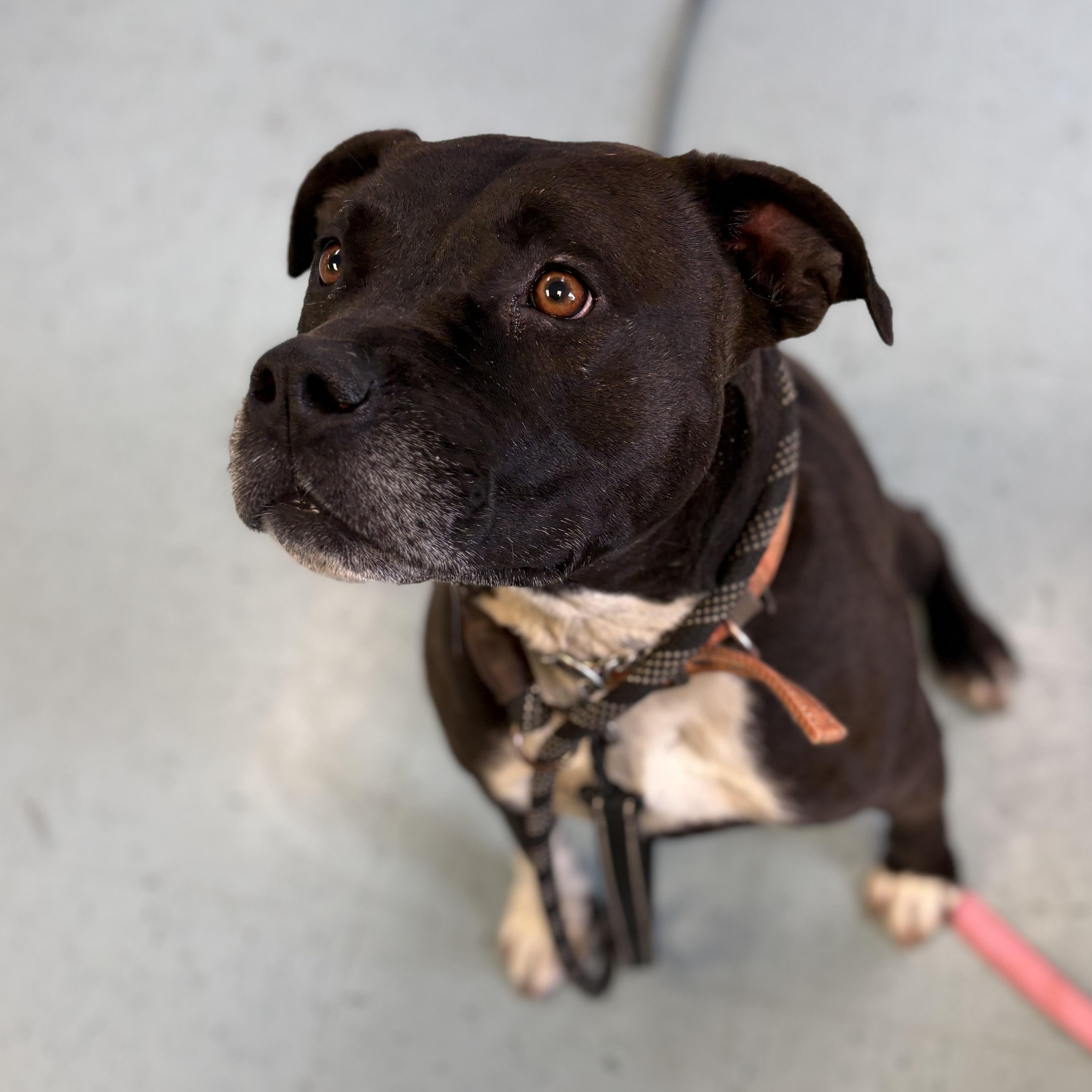 Astro, ADOPTABLE, Adult Male Mixed Breed.