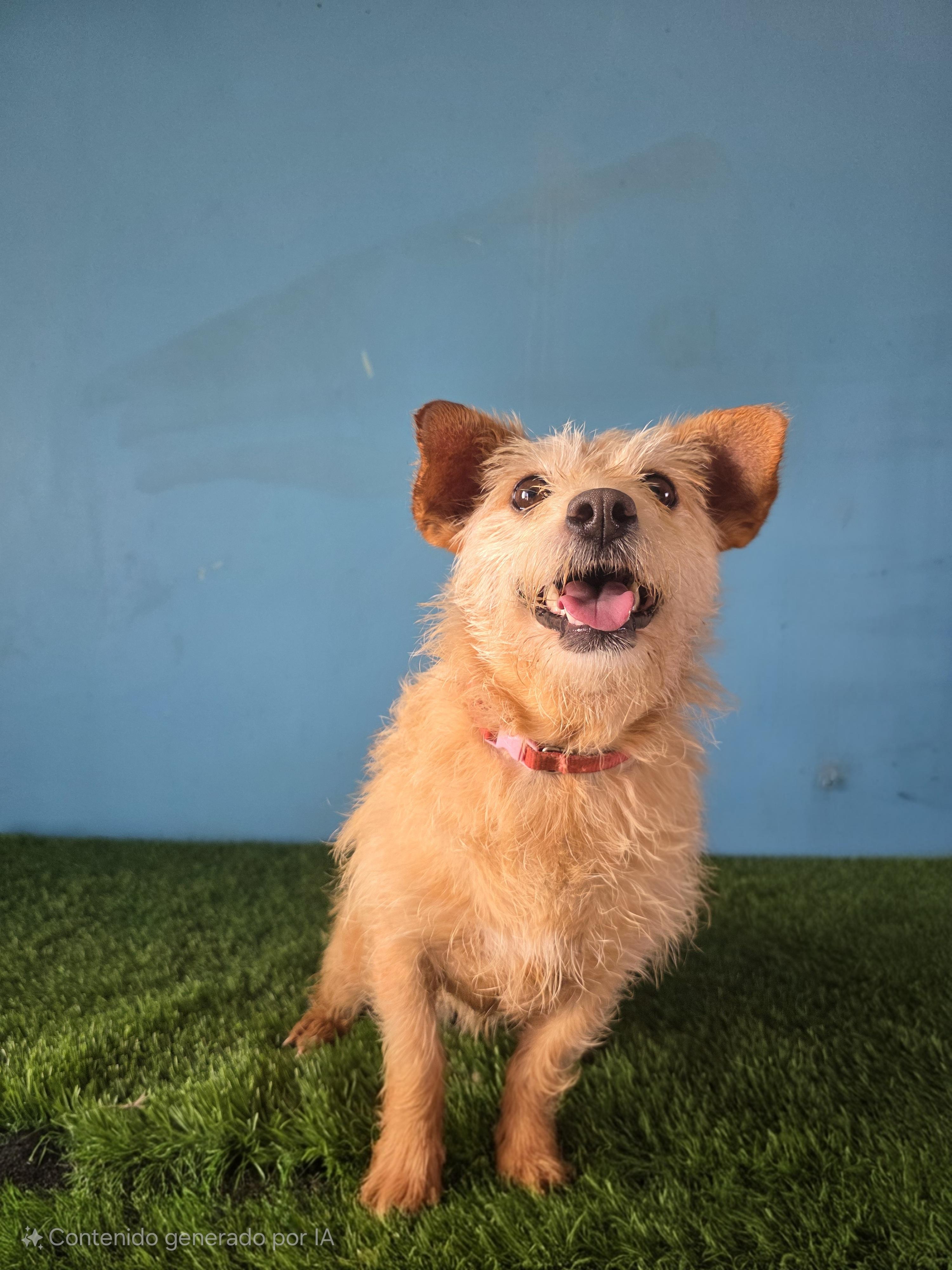 Enlarge Toffe, a Adoptable mixed breed in Tijuana, BCN image 1/5