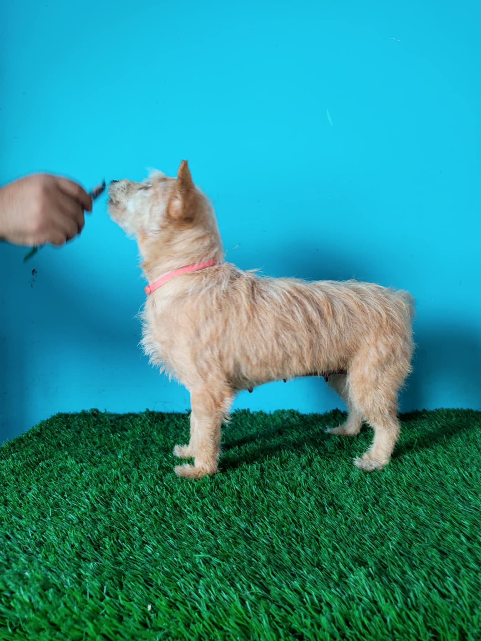 Enlarge Toffe, a Adoptable mixed breed in Tijuana, BCN image 3/5