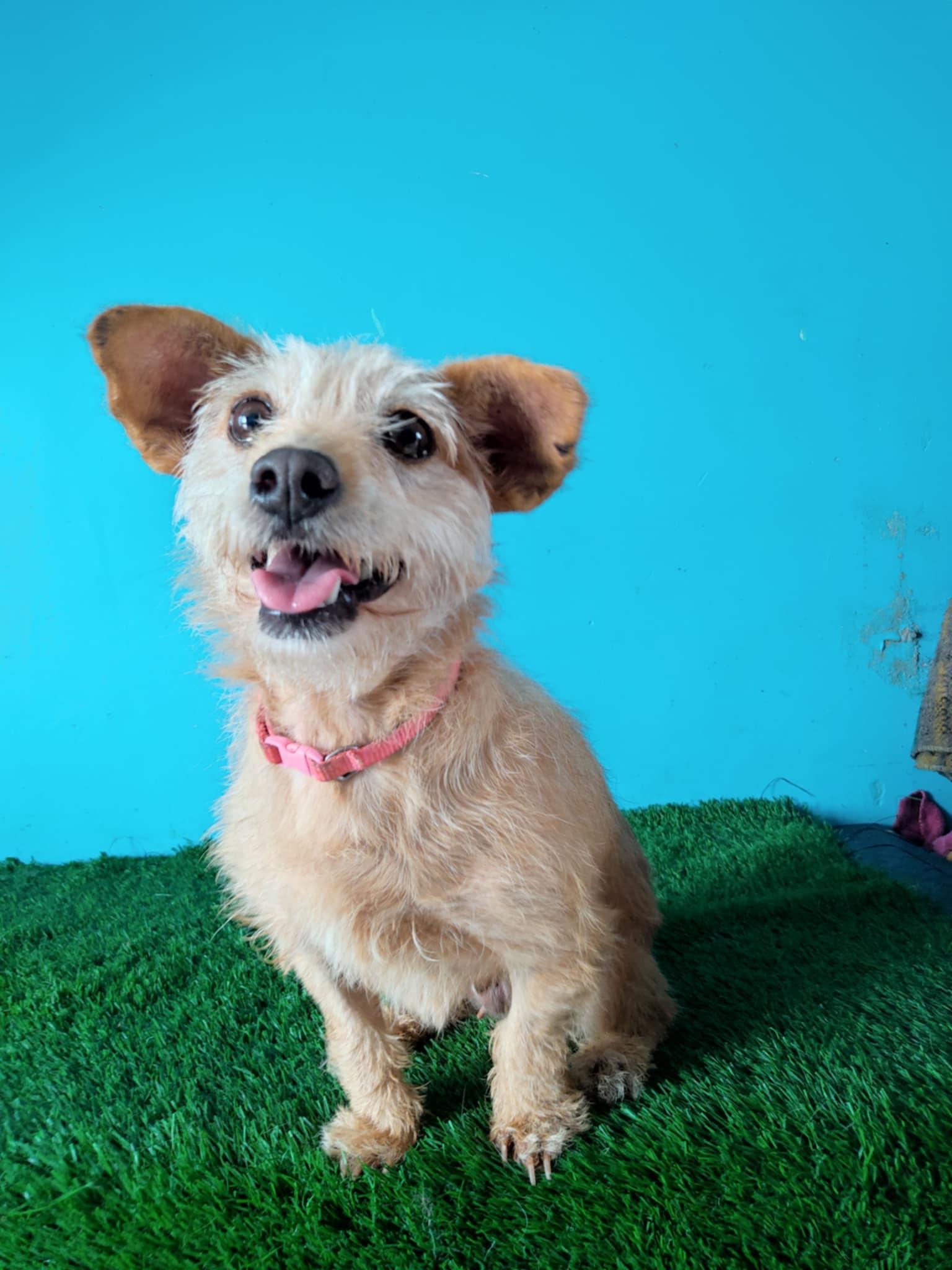 Toffe, Adoptable, Young Female Corgi & Terrier.