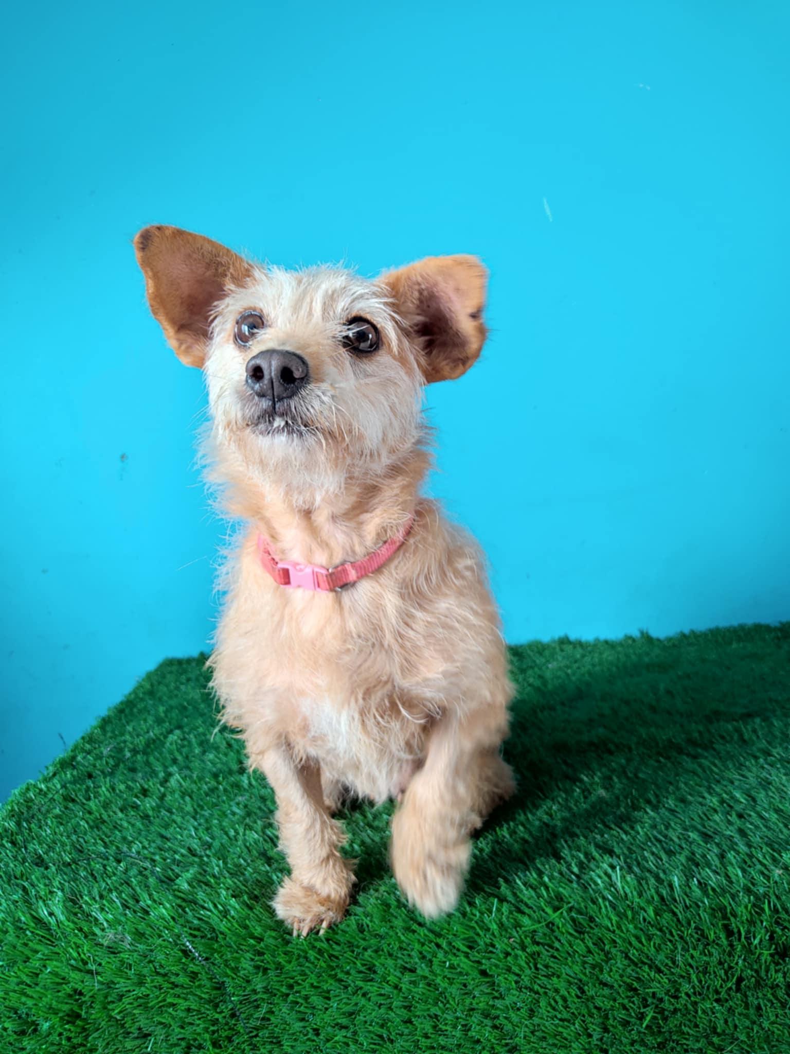 Enlarge Toffe, a Adoptable mixed breed in Tijuana, BCN image 4/5