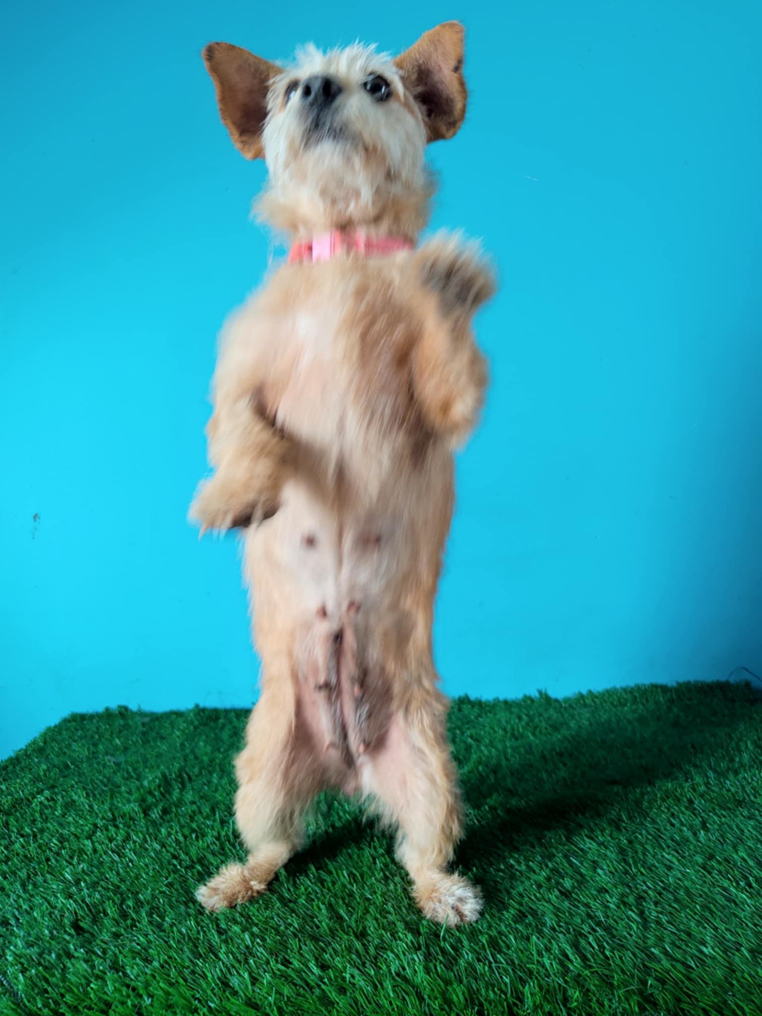 Enlarge Toffe, a Adoptable mixed breed in Tijuana, BCN image 5/5