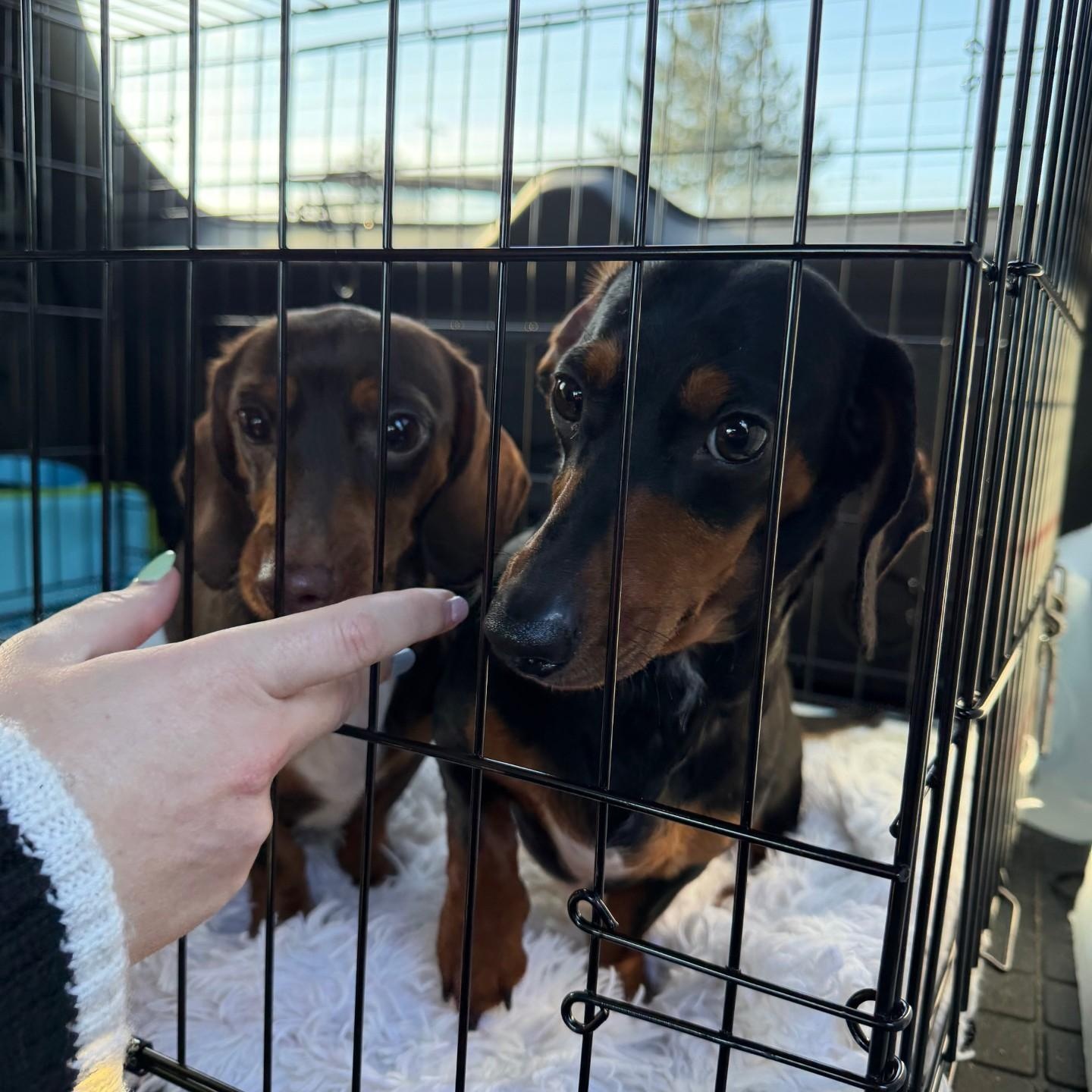 Enlarge Cookie (Bonded w/Snoopy), a ADOPTABLE Dachshund in Portland, OR image 3/4