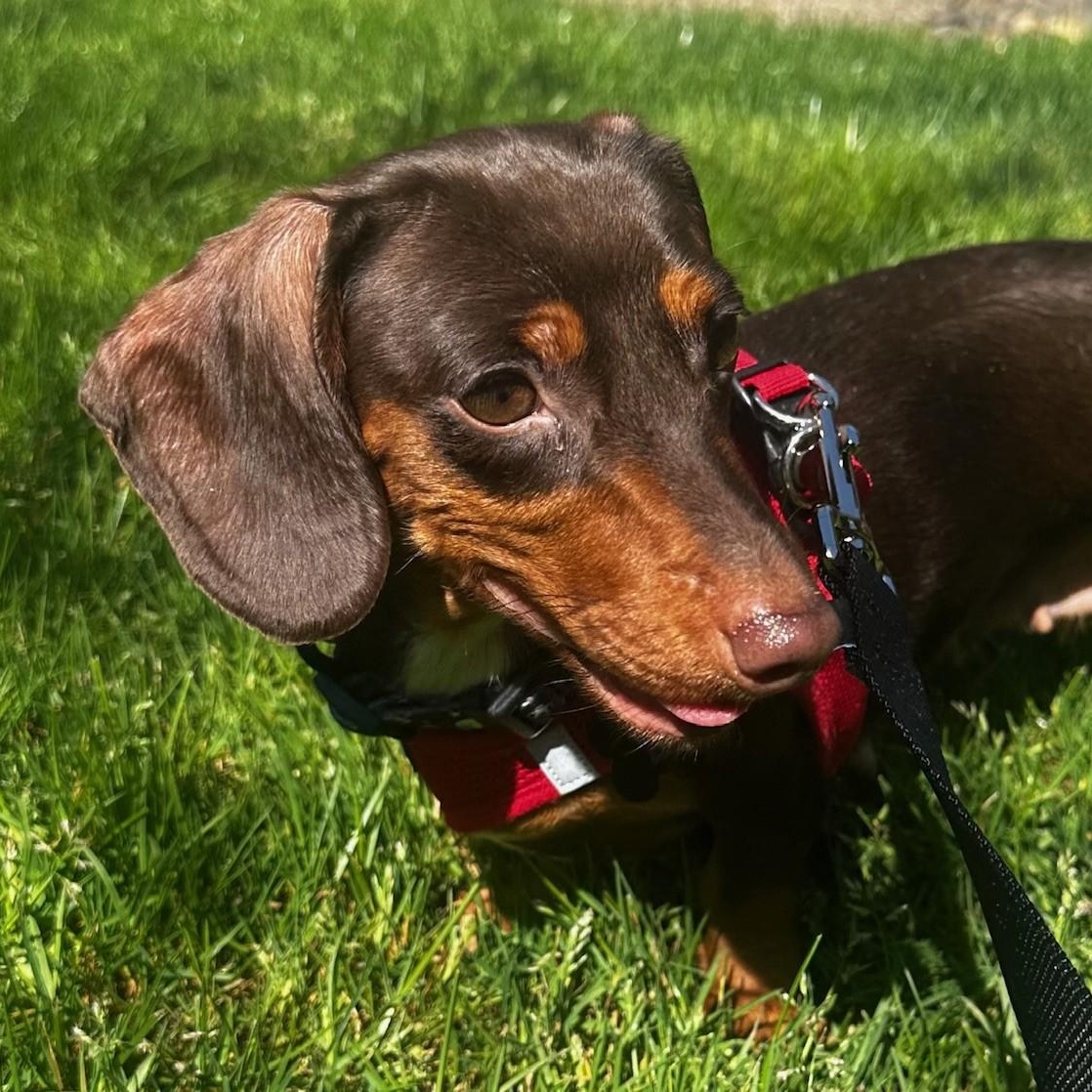 Enlarge Cookie (Bonded w/Snoopy), a ADOPTABLE Dachshund in Portland, OR image 4/4