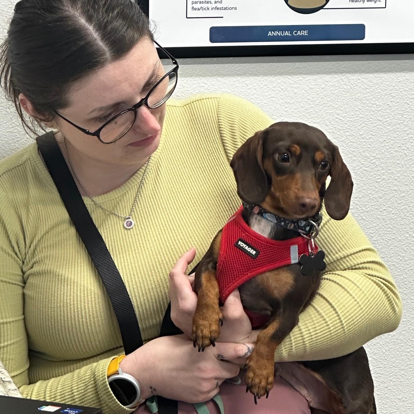Enlarge Cookie (Bonded w/Snoopy), a ADOPTABLE Dachshund in Portland, OR image 2/4