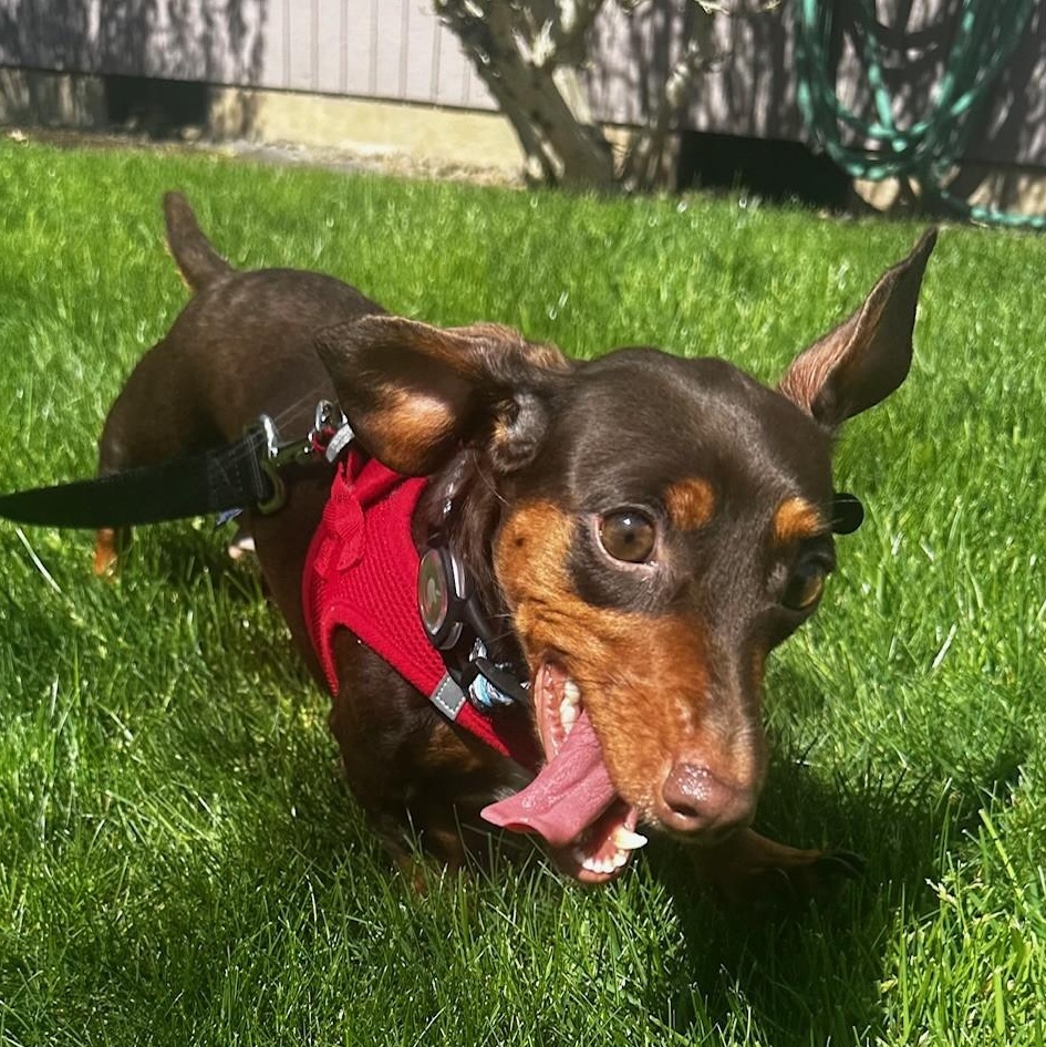 Cookie (Bonded w/Snoopy), ADOPTABLE, Young Female Dachshund.