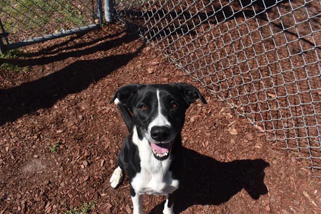 Enlarge KIT, a Adoptable mixed breed in Panama City, FL image 1/1