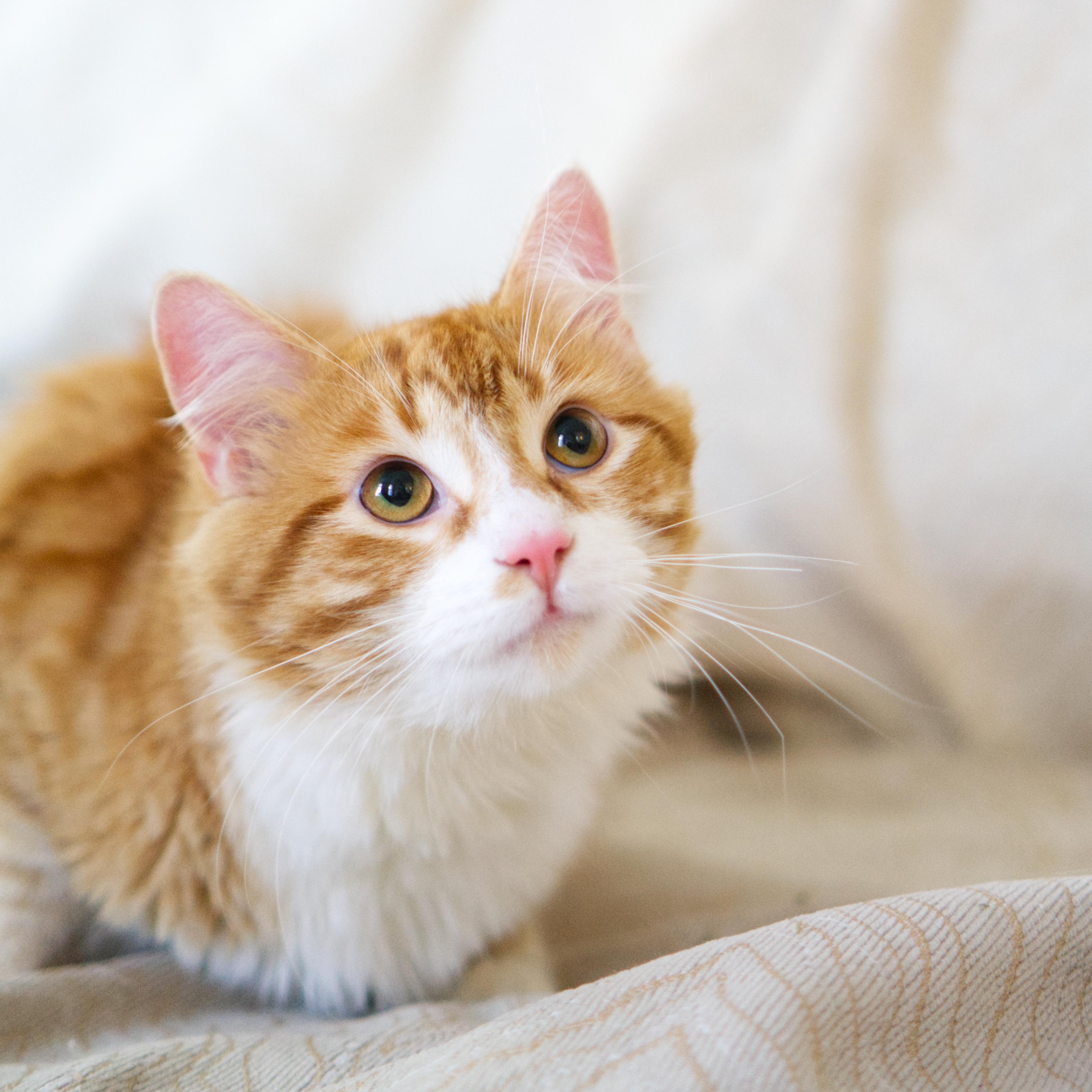 Miyazaki, an adopted Domestic Medium Hair in Montreal, QC image 2/4