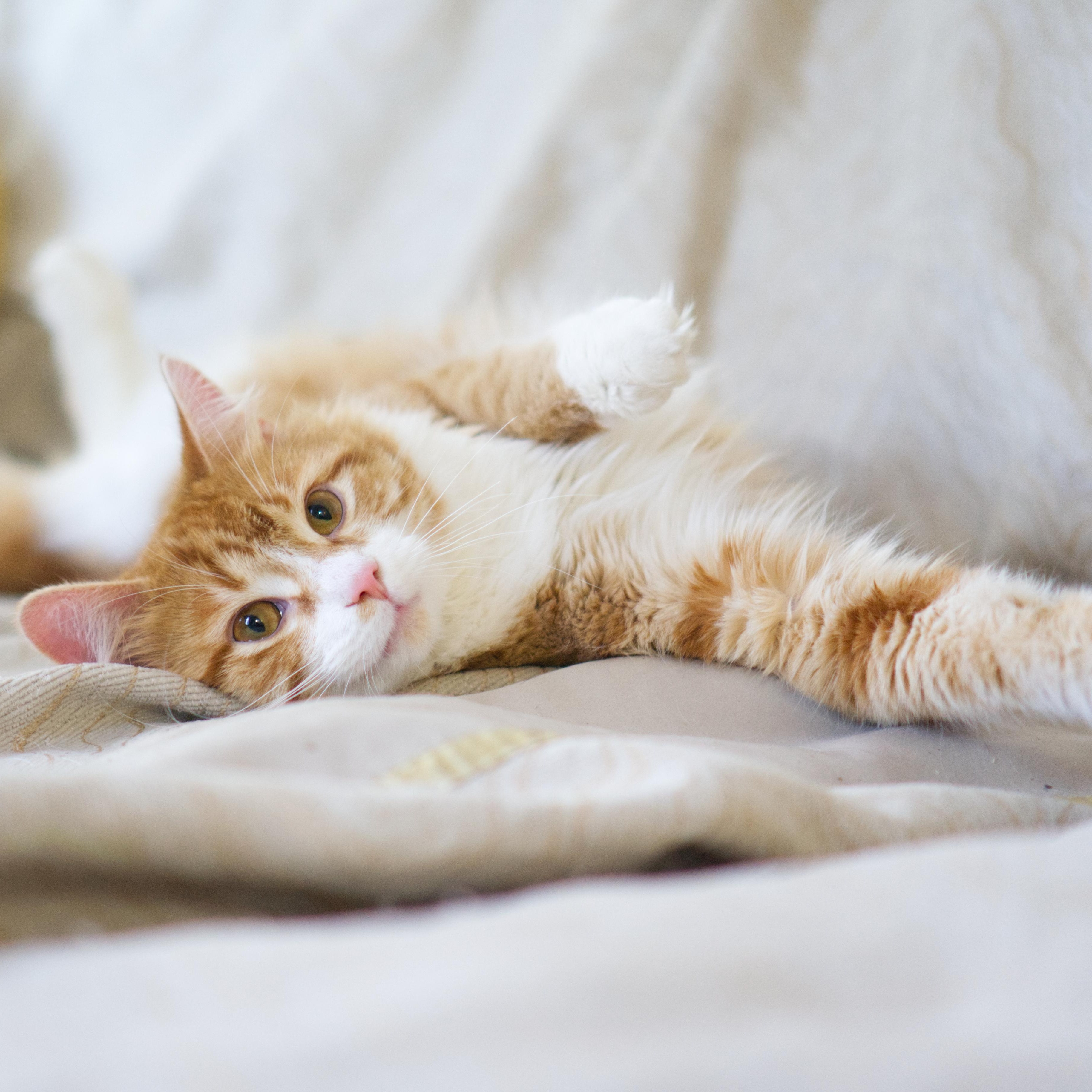 Miyazaki, an adopted Domestic Medium Hair in Montreal, QC image 3/4