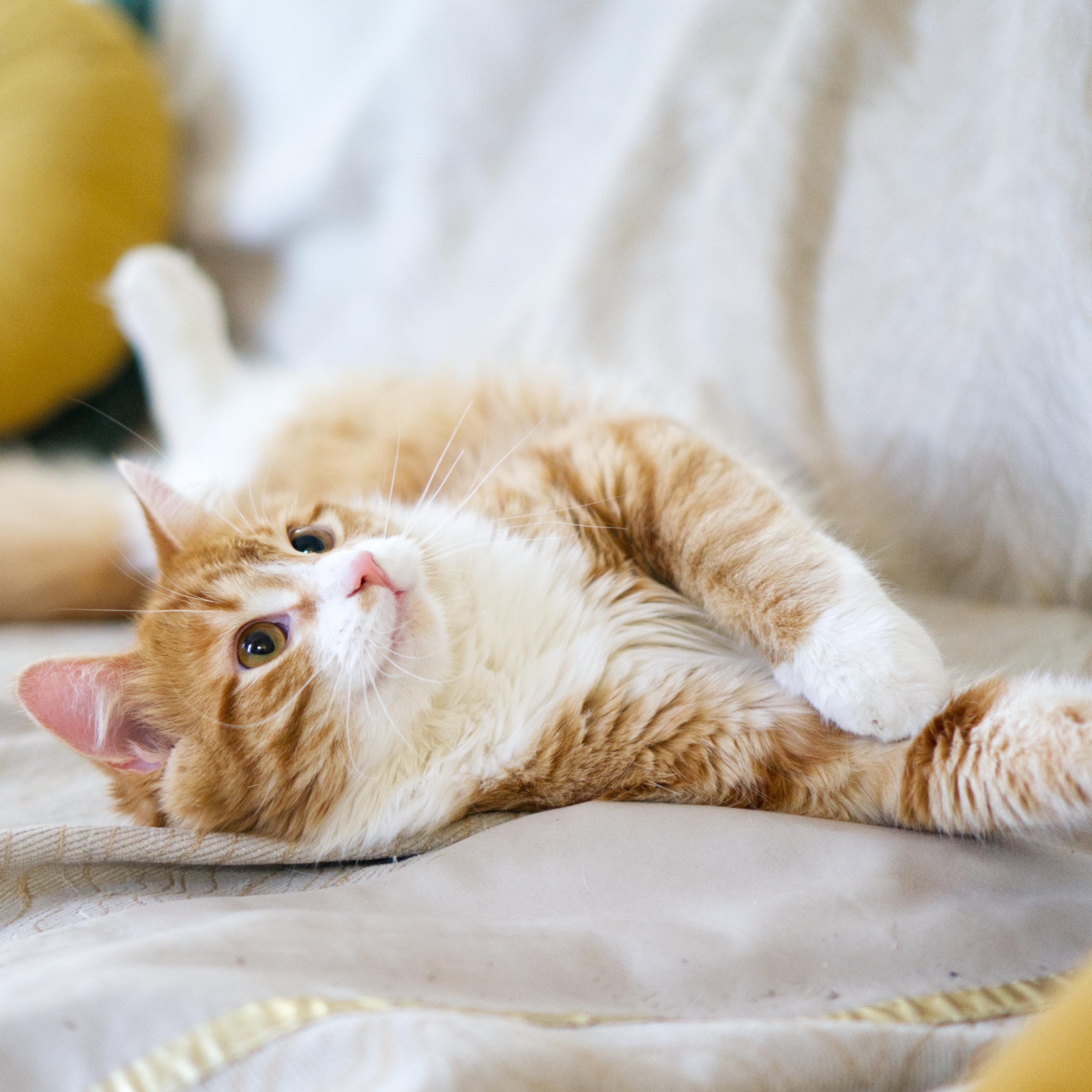 Miyazaki, adopted, Adult Male Domestic Medium Hair.