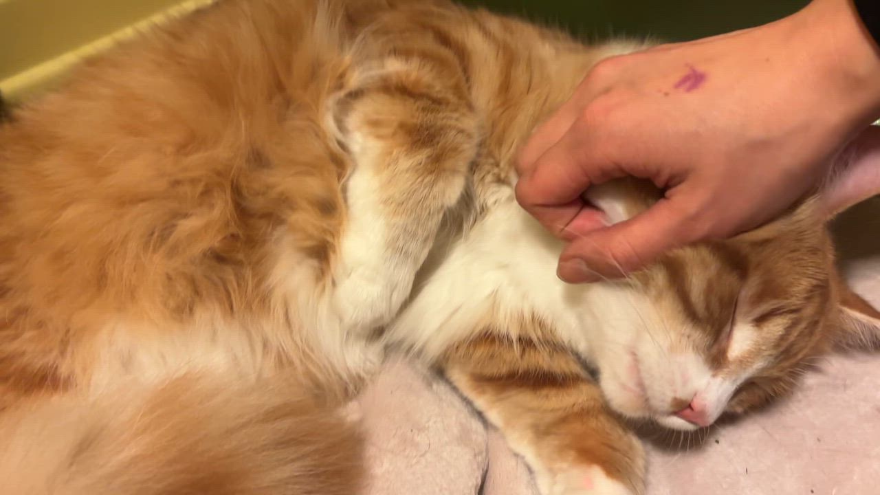 Enlarge Miyazaki, an adopted Domestic Medium Hair in Montreal, QC video 4/4