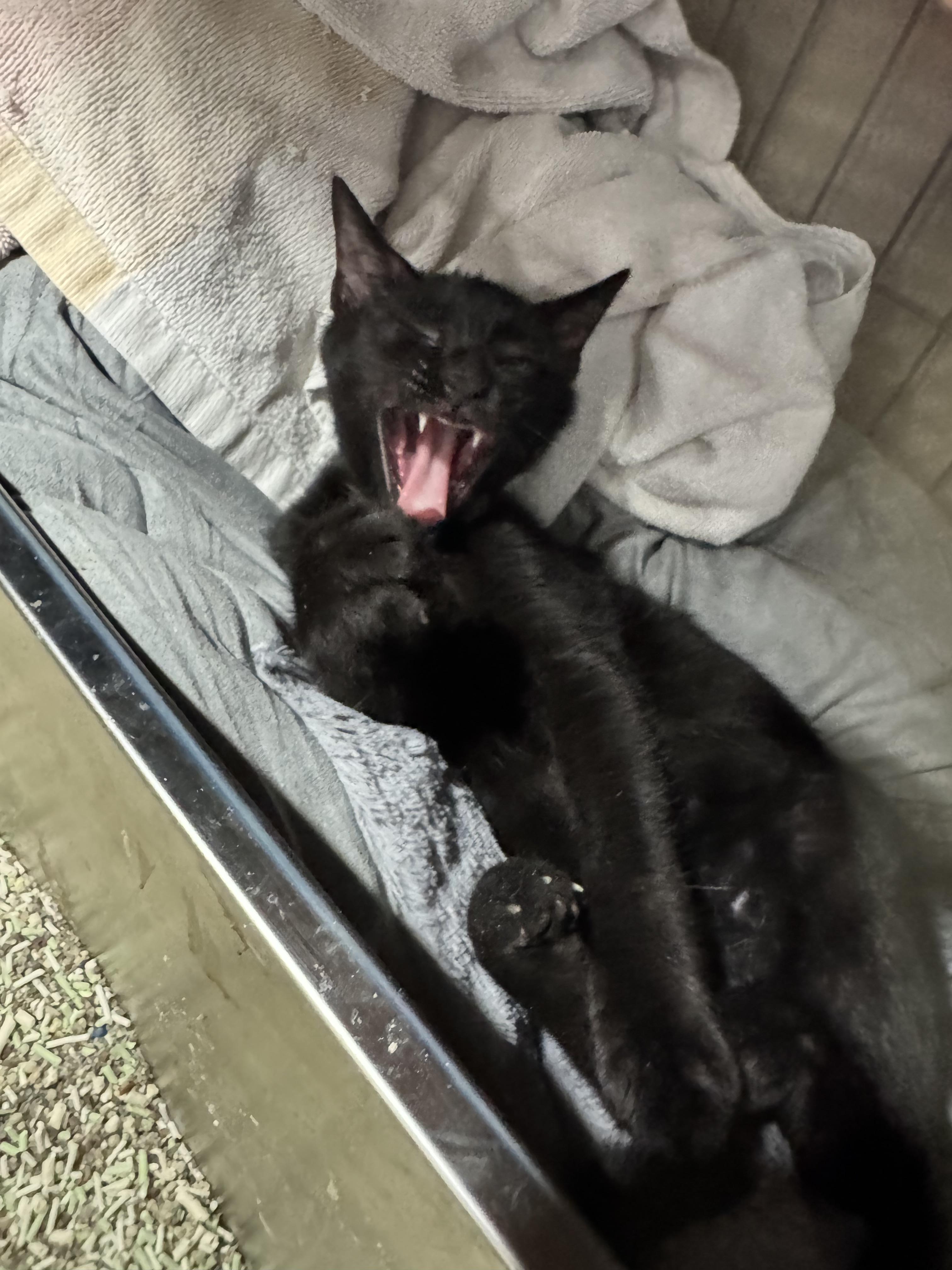 Tiggo - Black Kitten