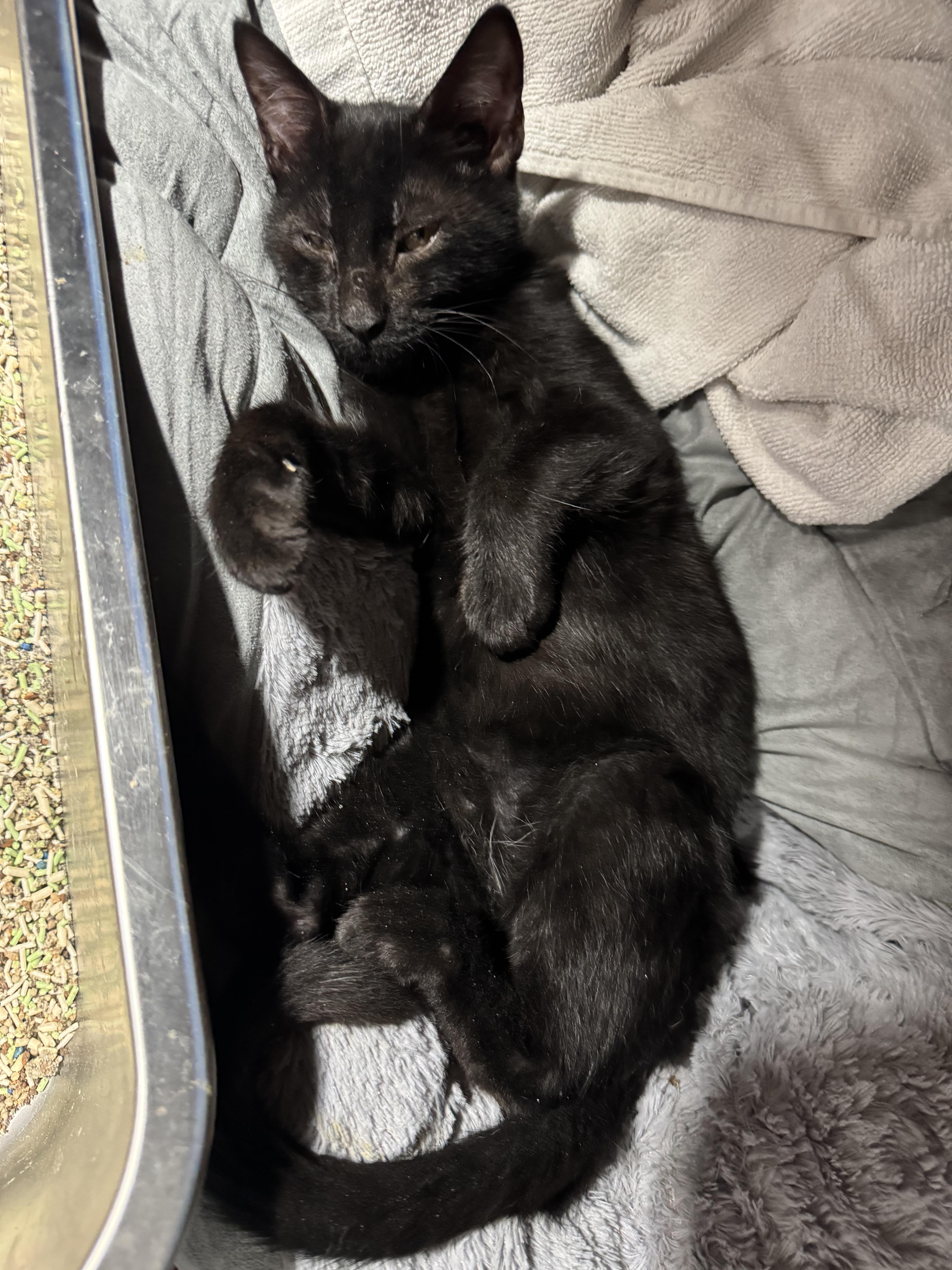 Tiggo - Black Kitten