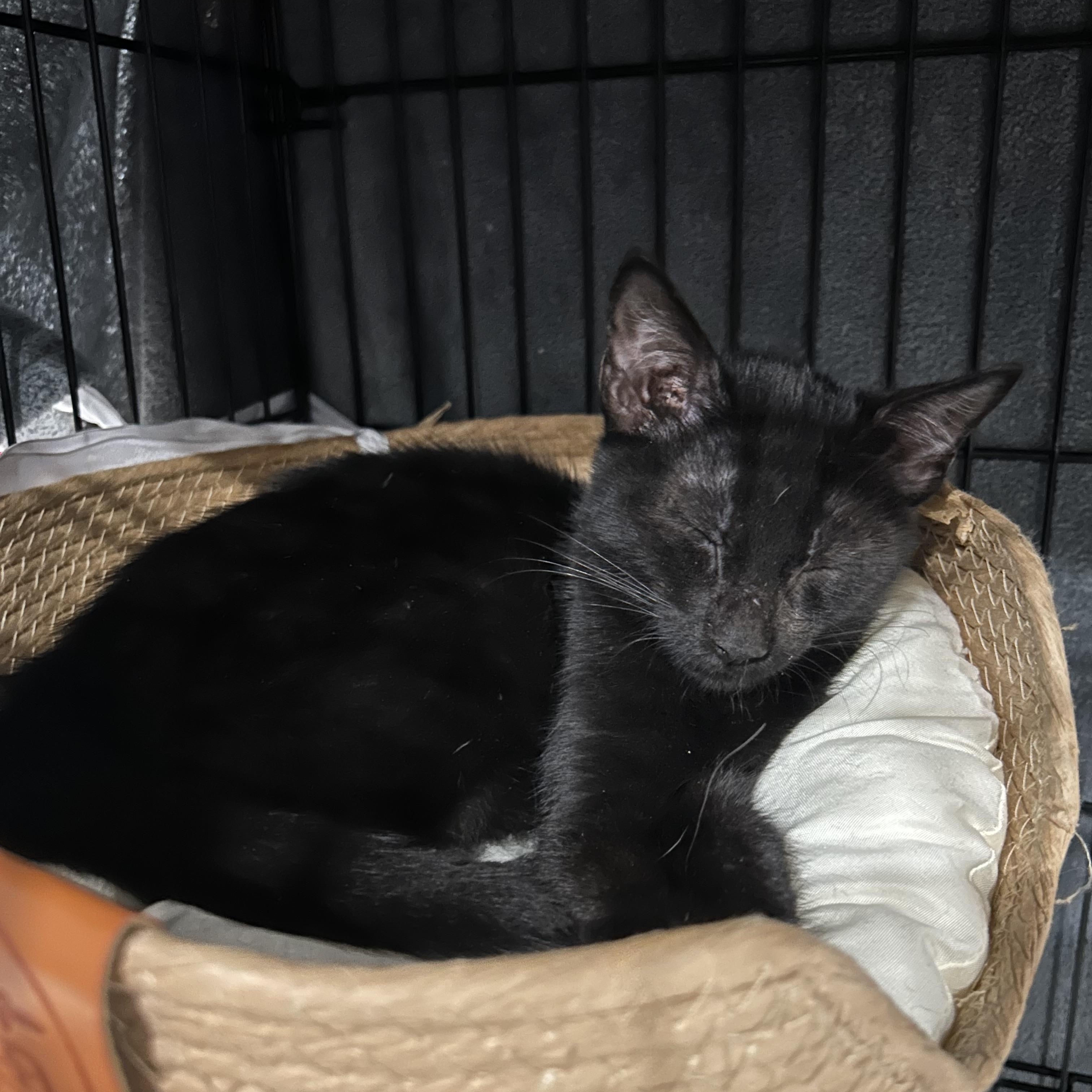 Tiggo - Black Kitten