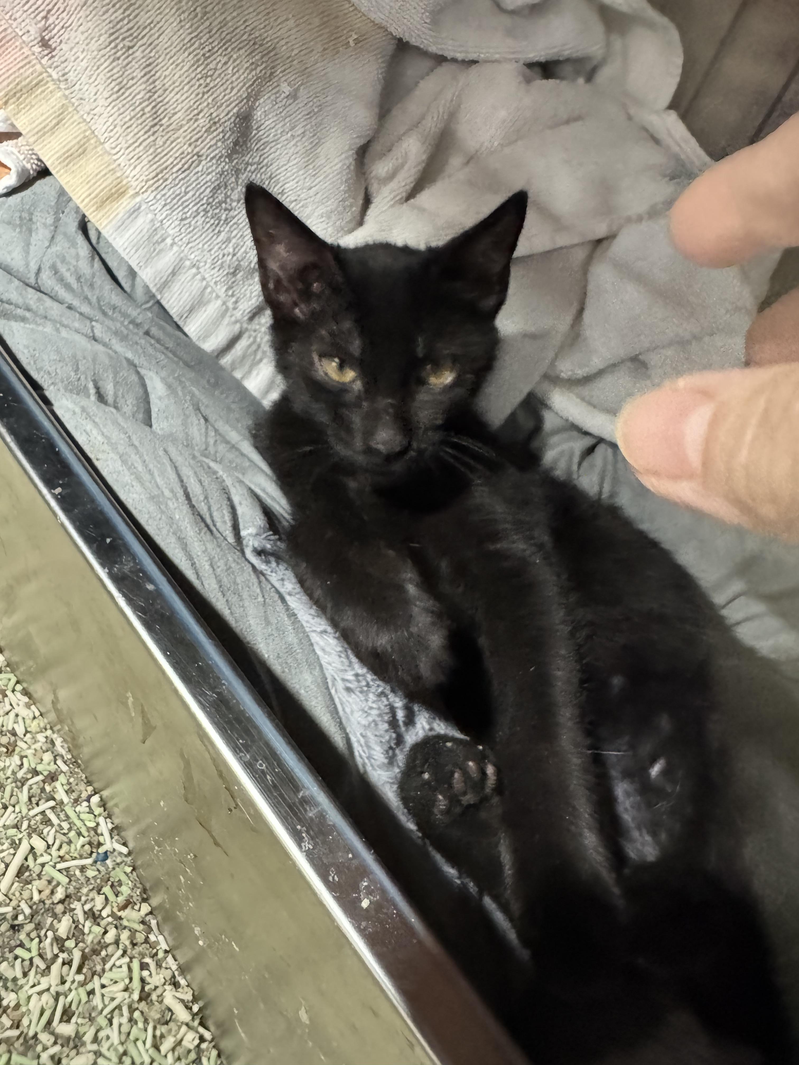 Tiggo - Black Kitten