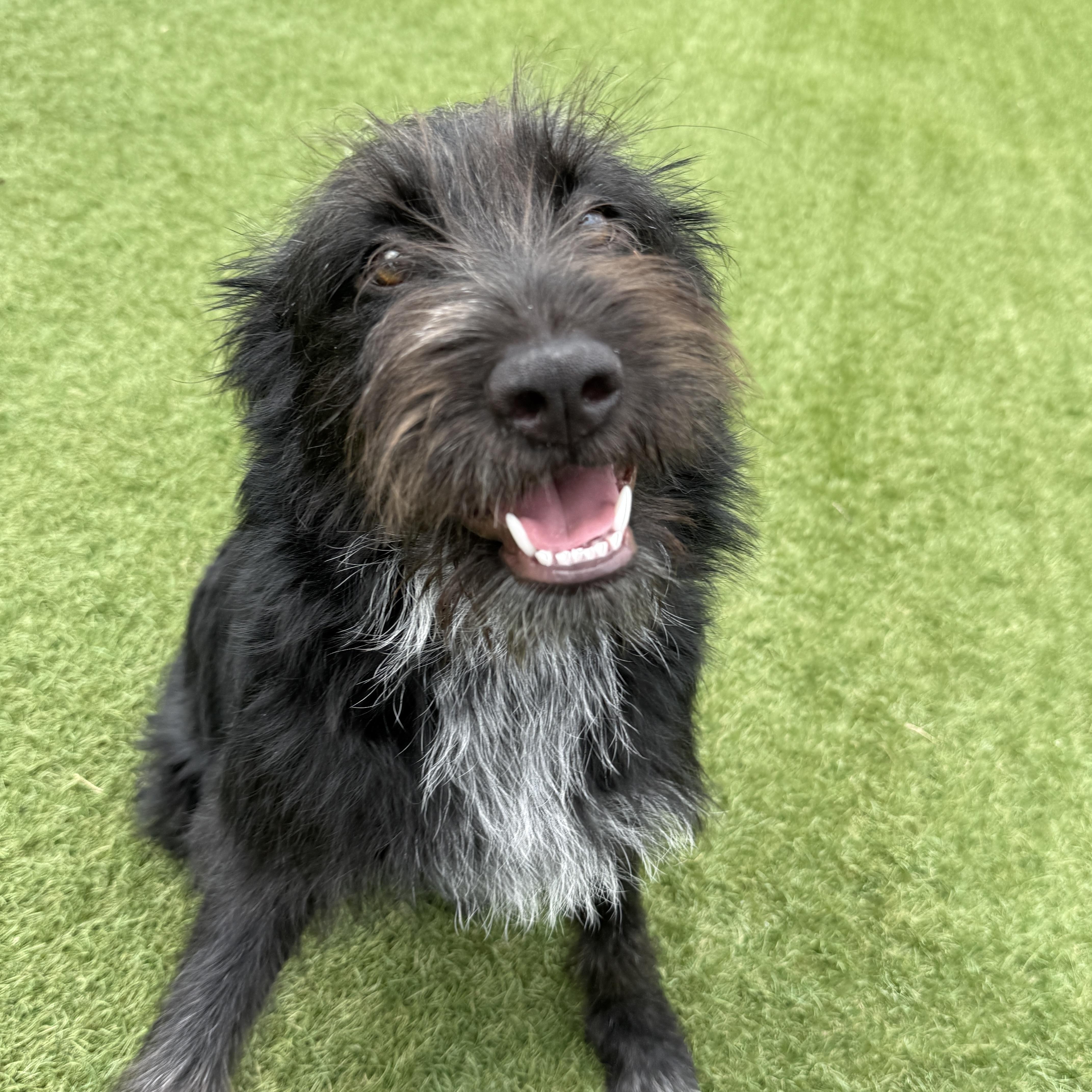 Rizzo, an adopted mixed breed in Auburn, NE image 3/6
