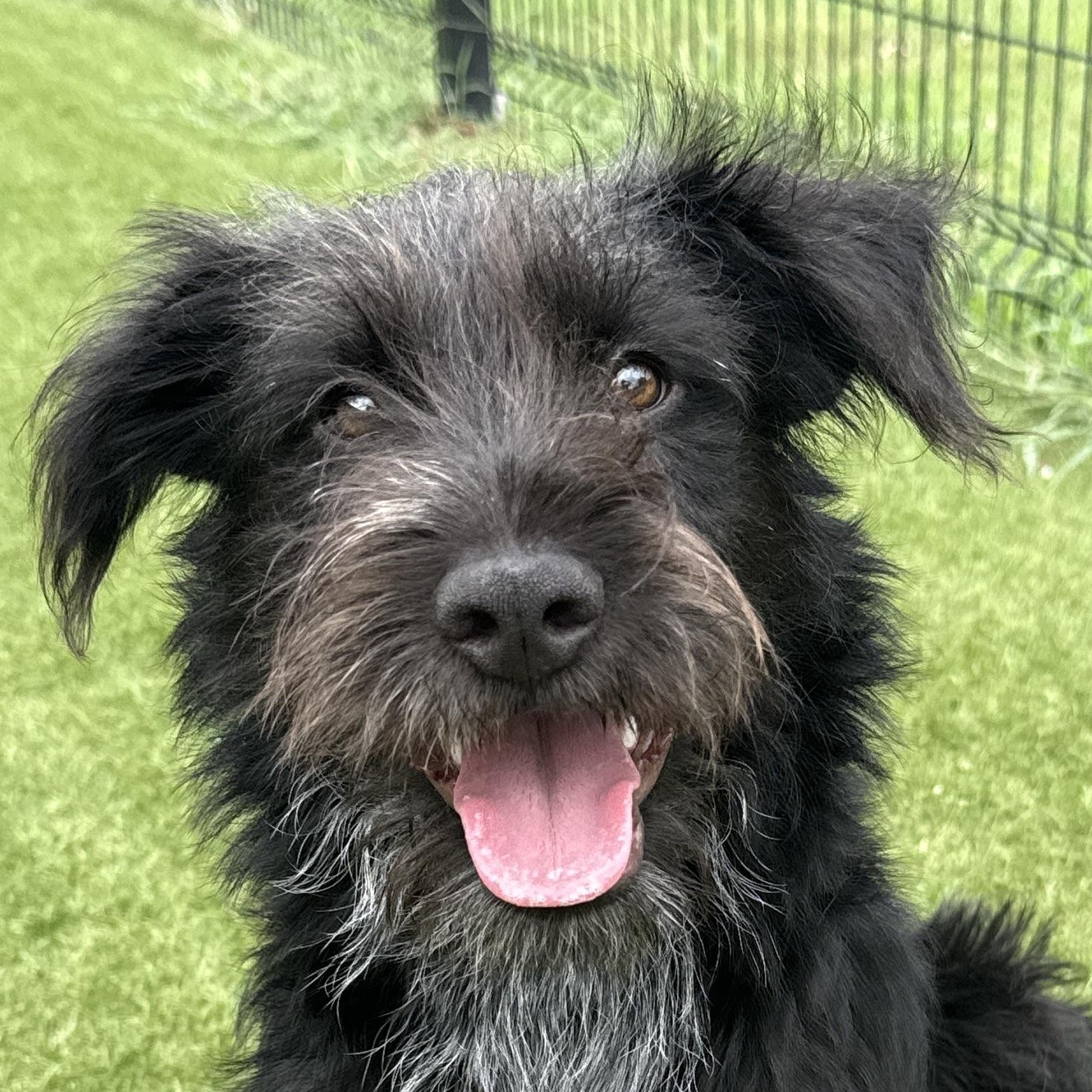 Rizzo, adopted, Puppy Female Terrier.