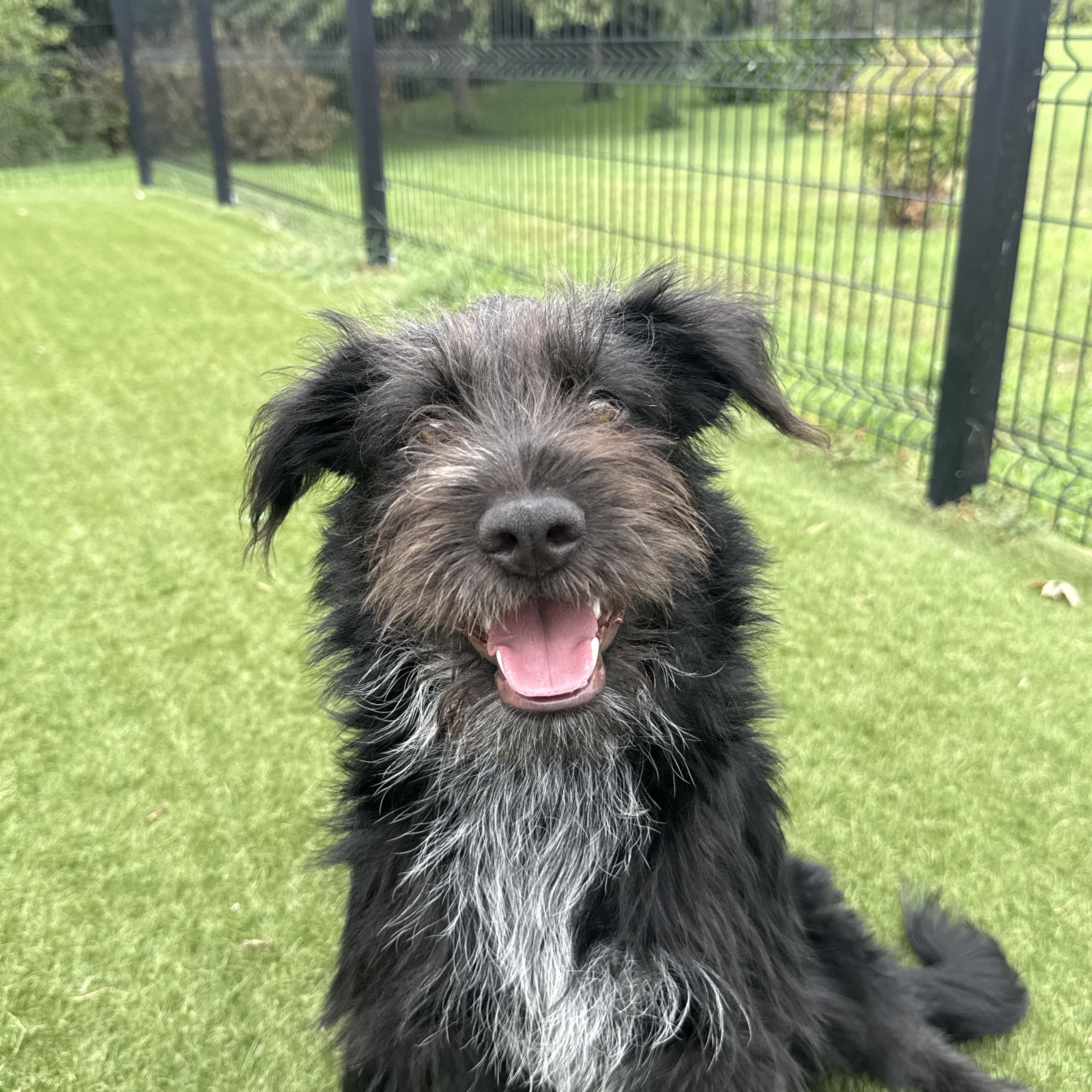 Rizzo, an adopted mixed breed in Auburn, NE image 2/6
