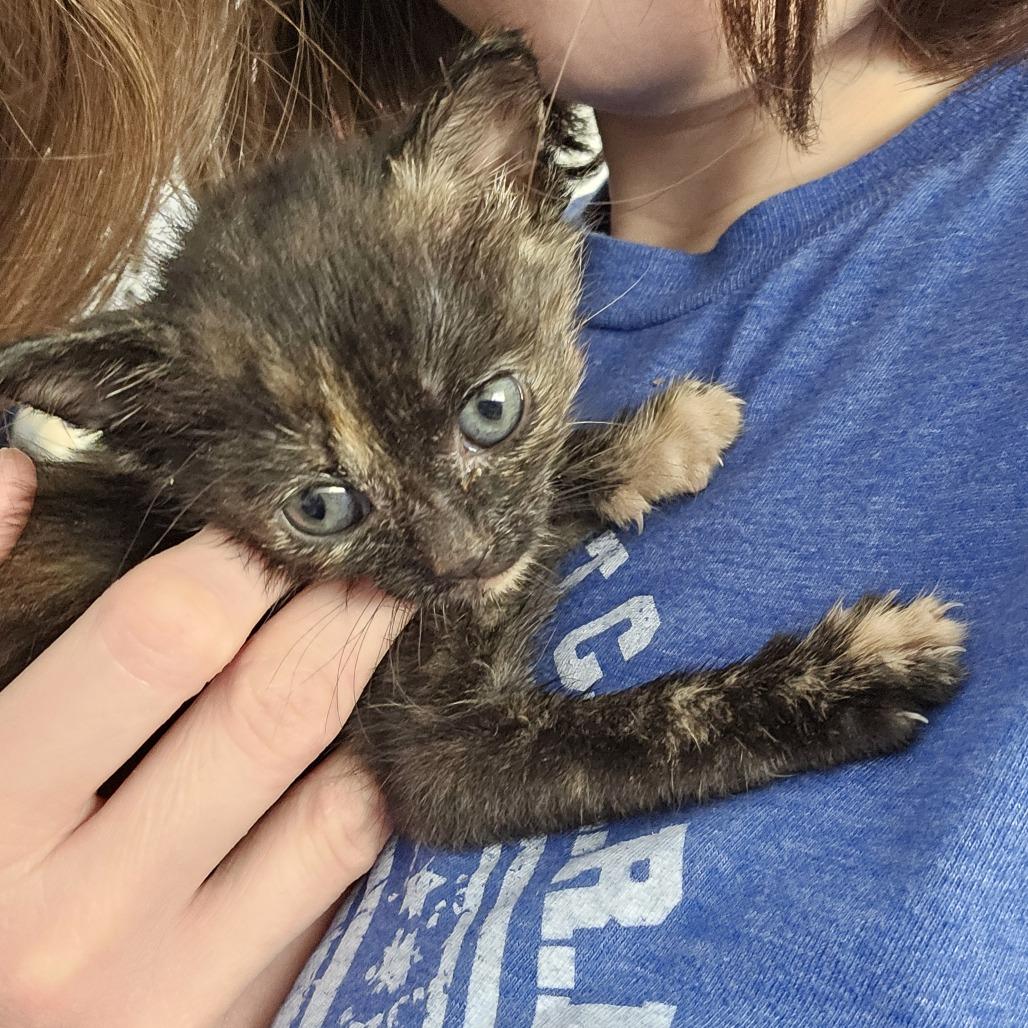 Vesper 26-033, a Adoptable Domestic Short Hair in Little Rock, AR image 2/2