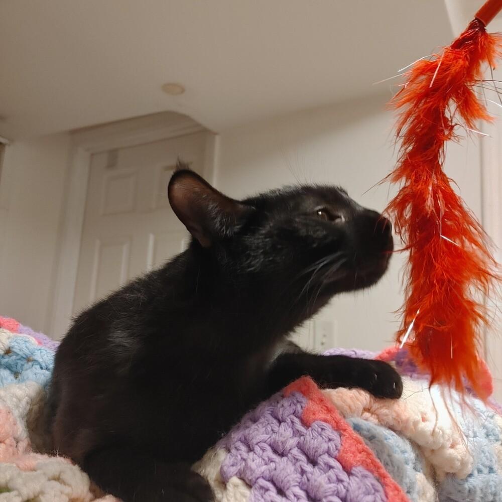 Enlarge Chaka Khan, a Adoptable Domestic Short Hair in Wheaton, IL image 3/4