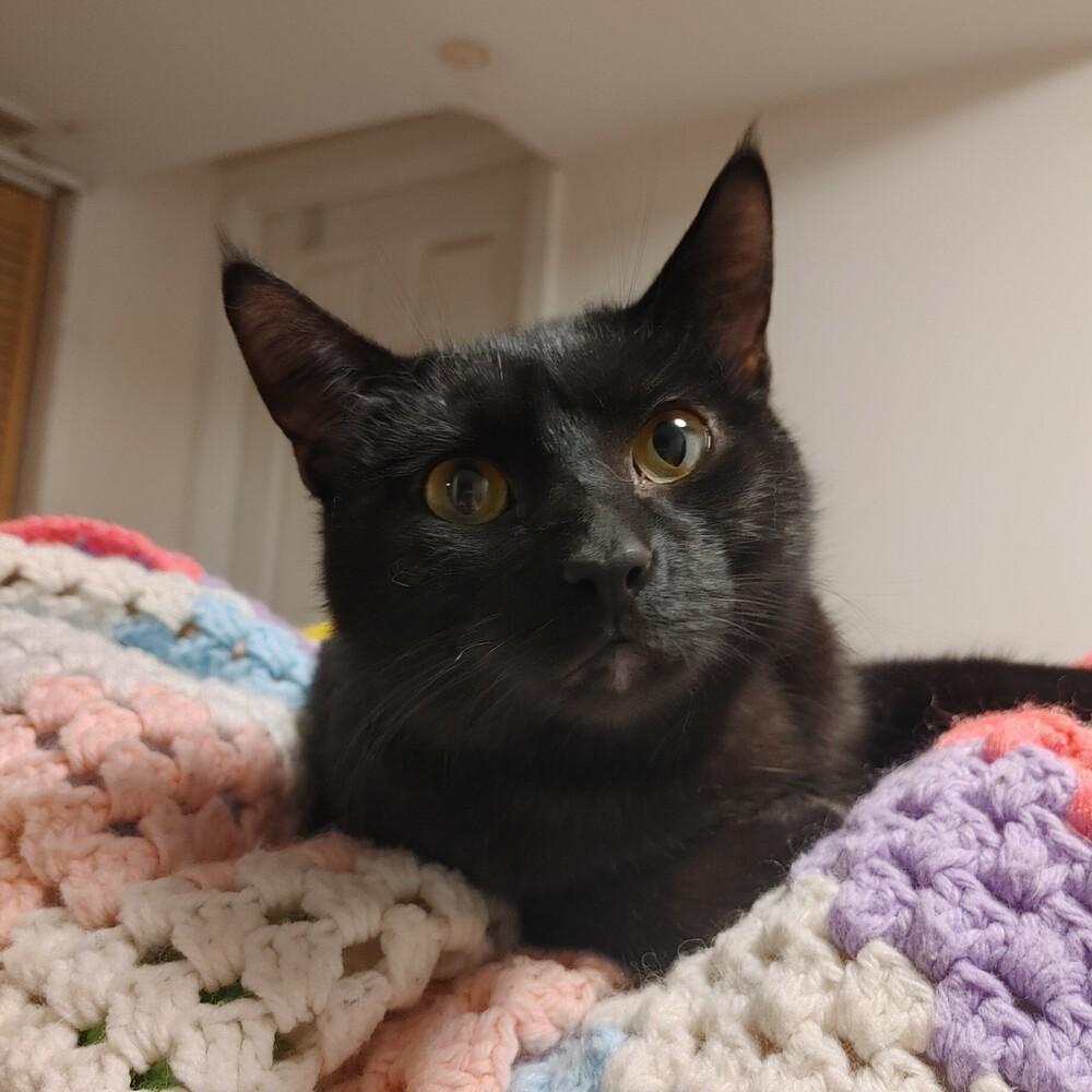 Enlarge Chaka Khan, a Adoptable Domestic Short Hair in Wheaton, IL image 4/4