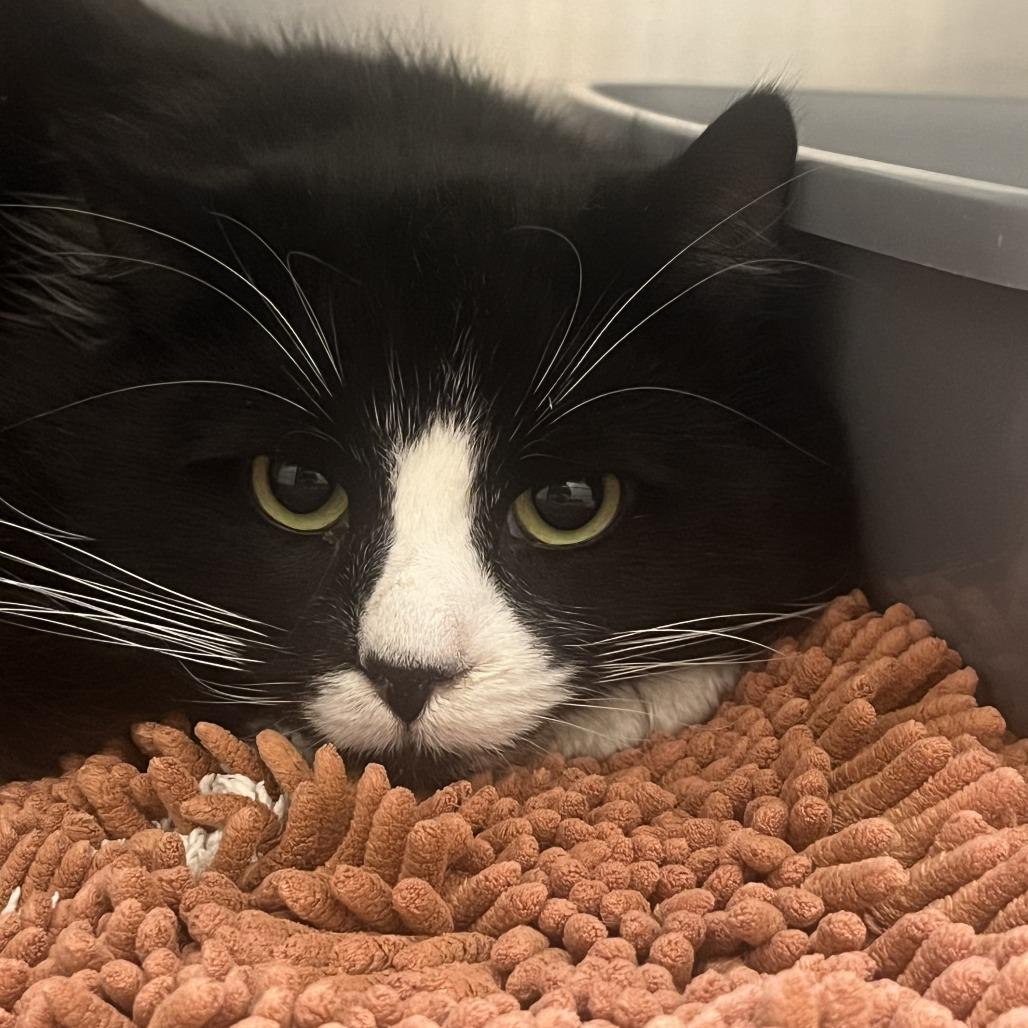 Finn, Adoptable, Young Male Domestic Medium Hair.