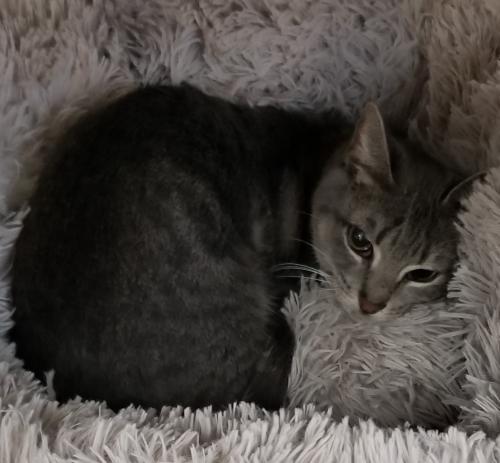 Reign, Adopted, Young Female Domestic Short Hair.