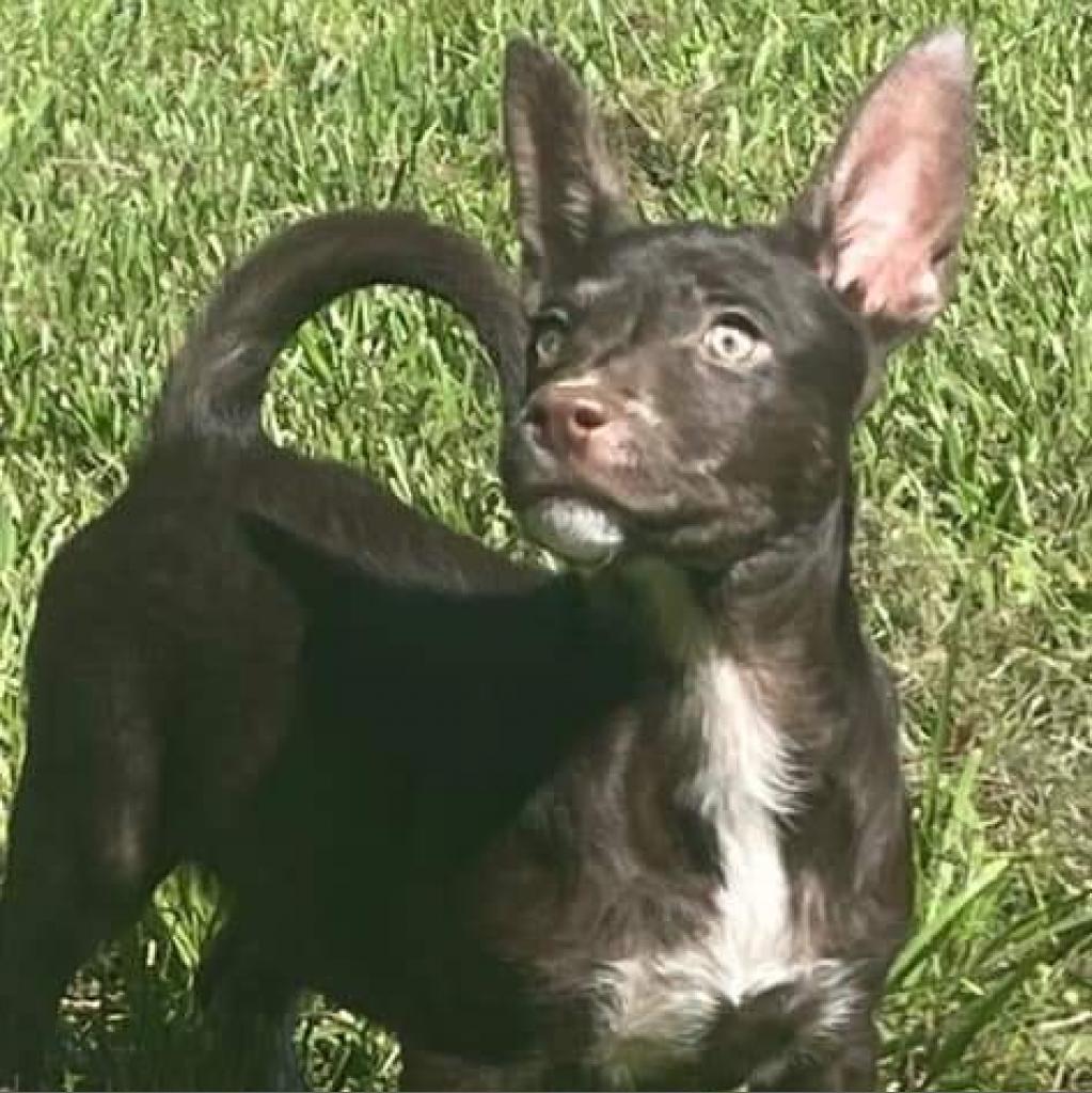 Enlarge Kobe, a Adoptable Mixed Breed in Conway, SC image 1/2