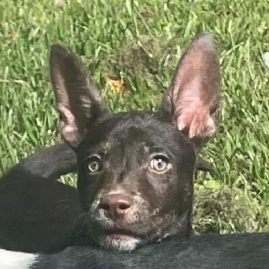 Enlarge Kobe, a Adoptable Mixed Breed in Conway, SC image 2/2